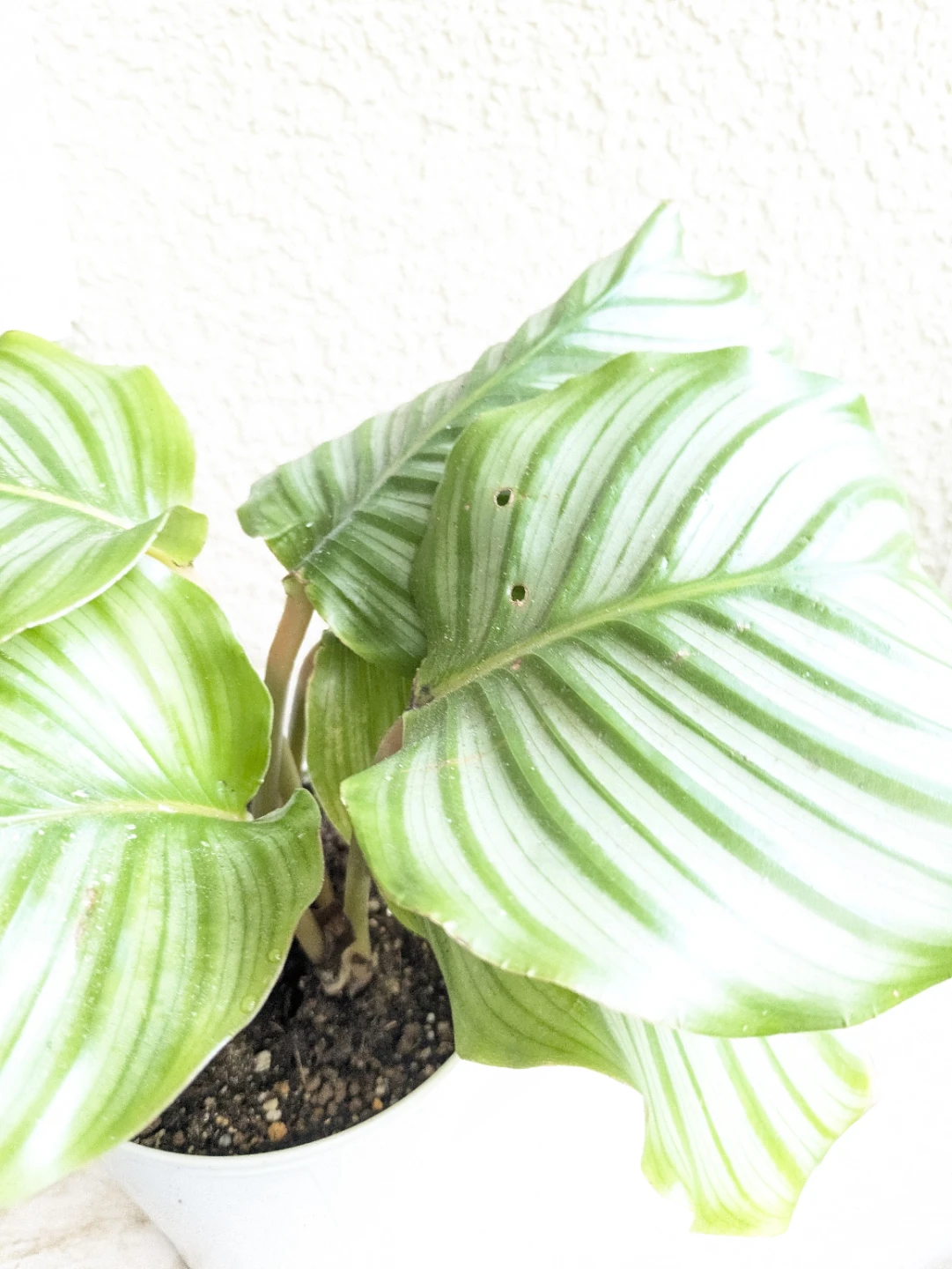 観葉植物 カラテア・オービフォリア 白プラ鉢の写真5枚目