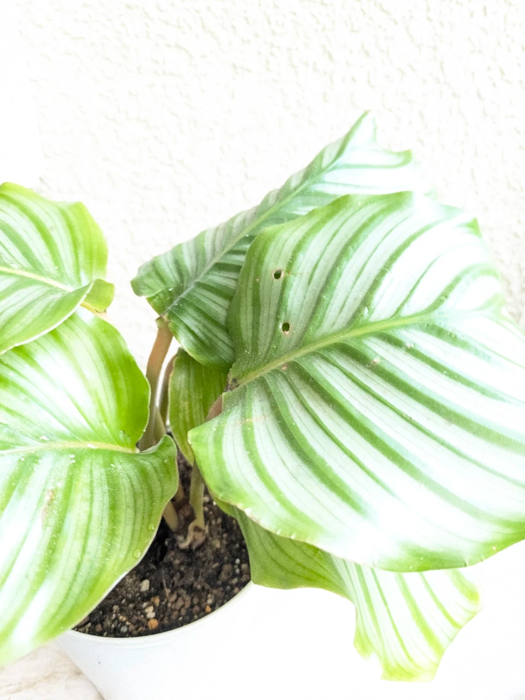 観葉植物 カラテア・オービフォリア 白プラ鉢の写真5枚目