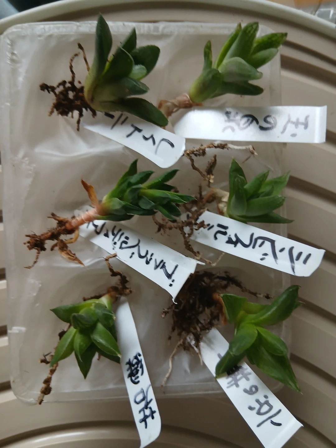 ハオルチア 多肉植物 苗 6種セットの写真2枚目