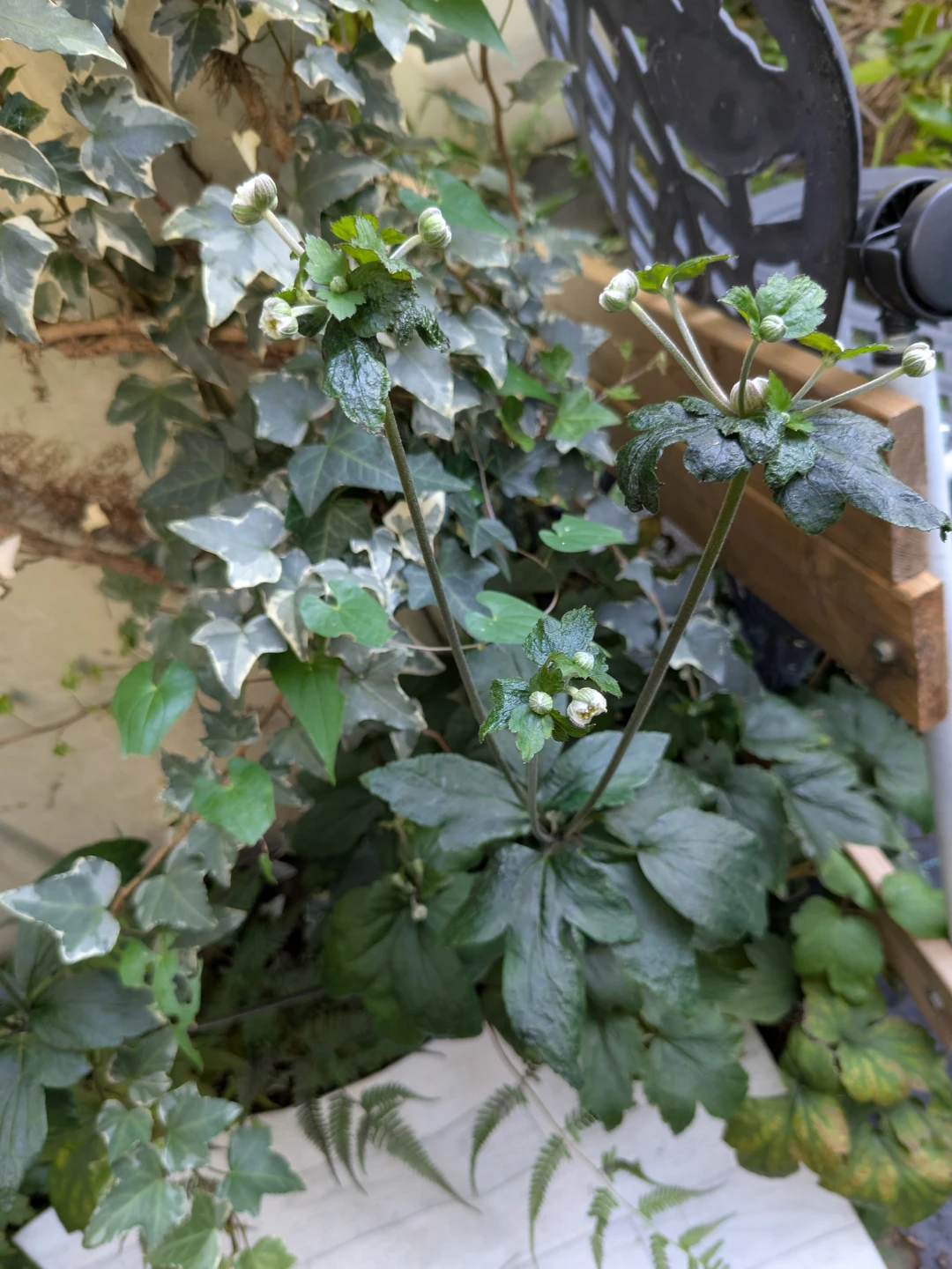シュウメイギク 観葉植物