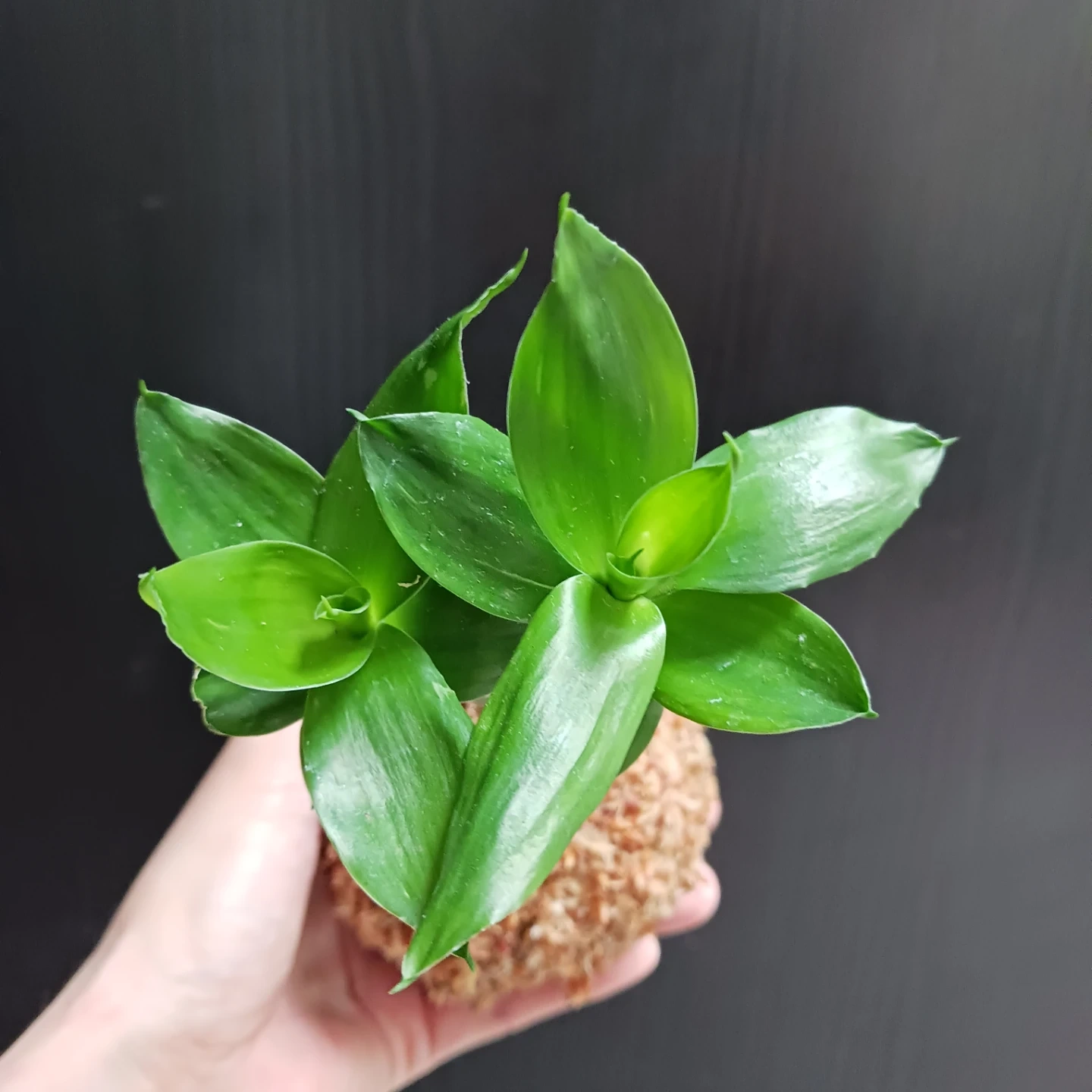 苔玉 キングバンブー 観葉植物 ドラセナの写真6枚目