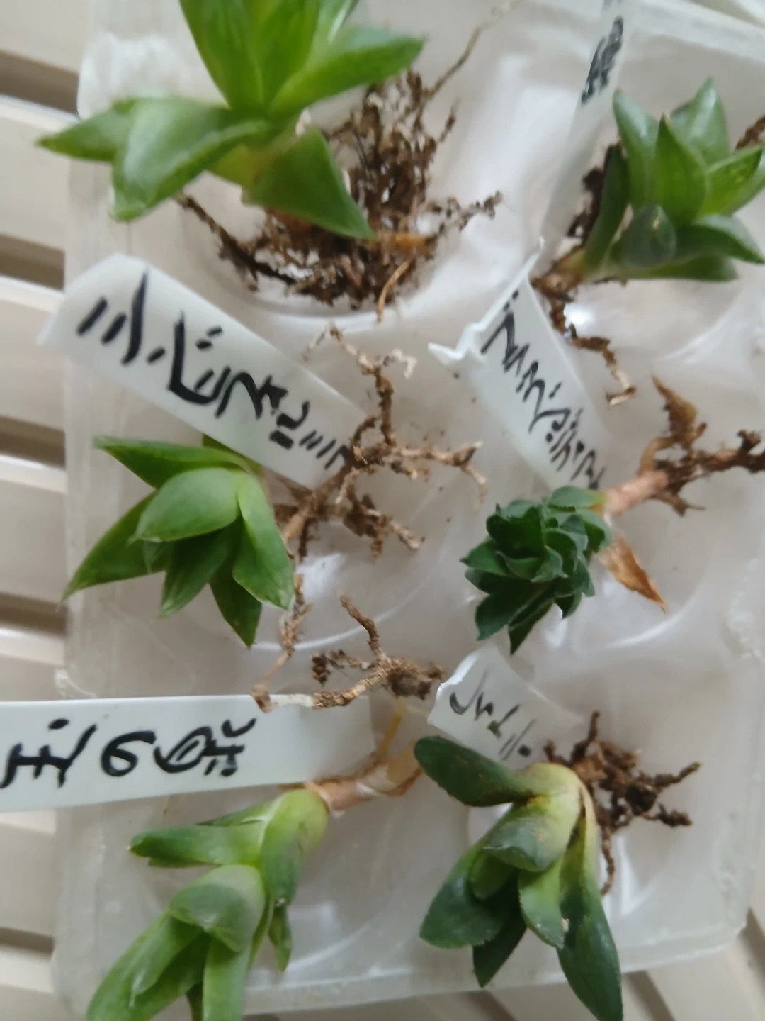 ハオルチア 多肉植物 苗 6種セットの写真3枚目