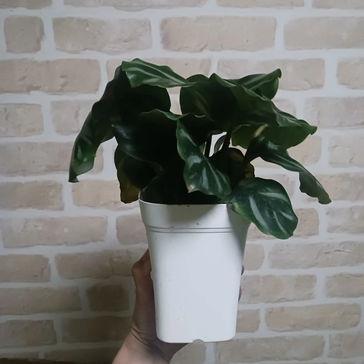 カラテア ベサール 4号 観葉植物の写真3枚目