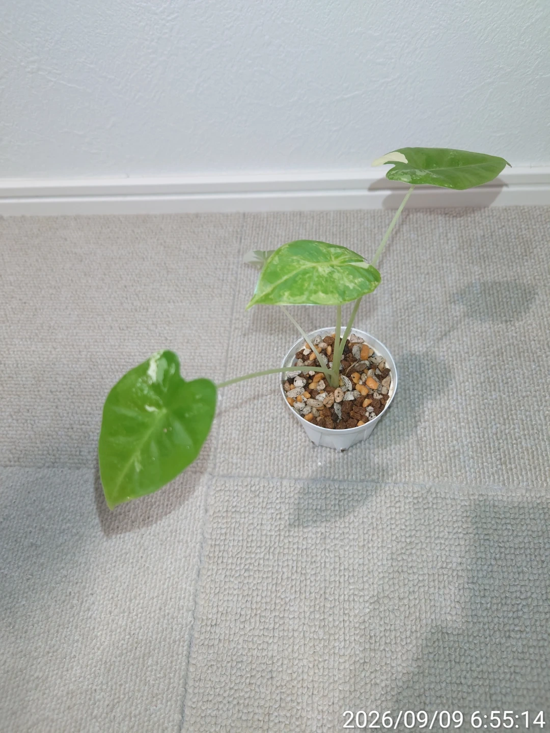 アロカシア グリーンベルベット斑入り 観葉植物の写真3枚目
