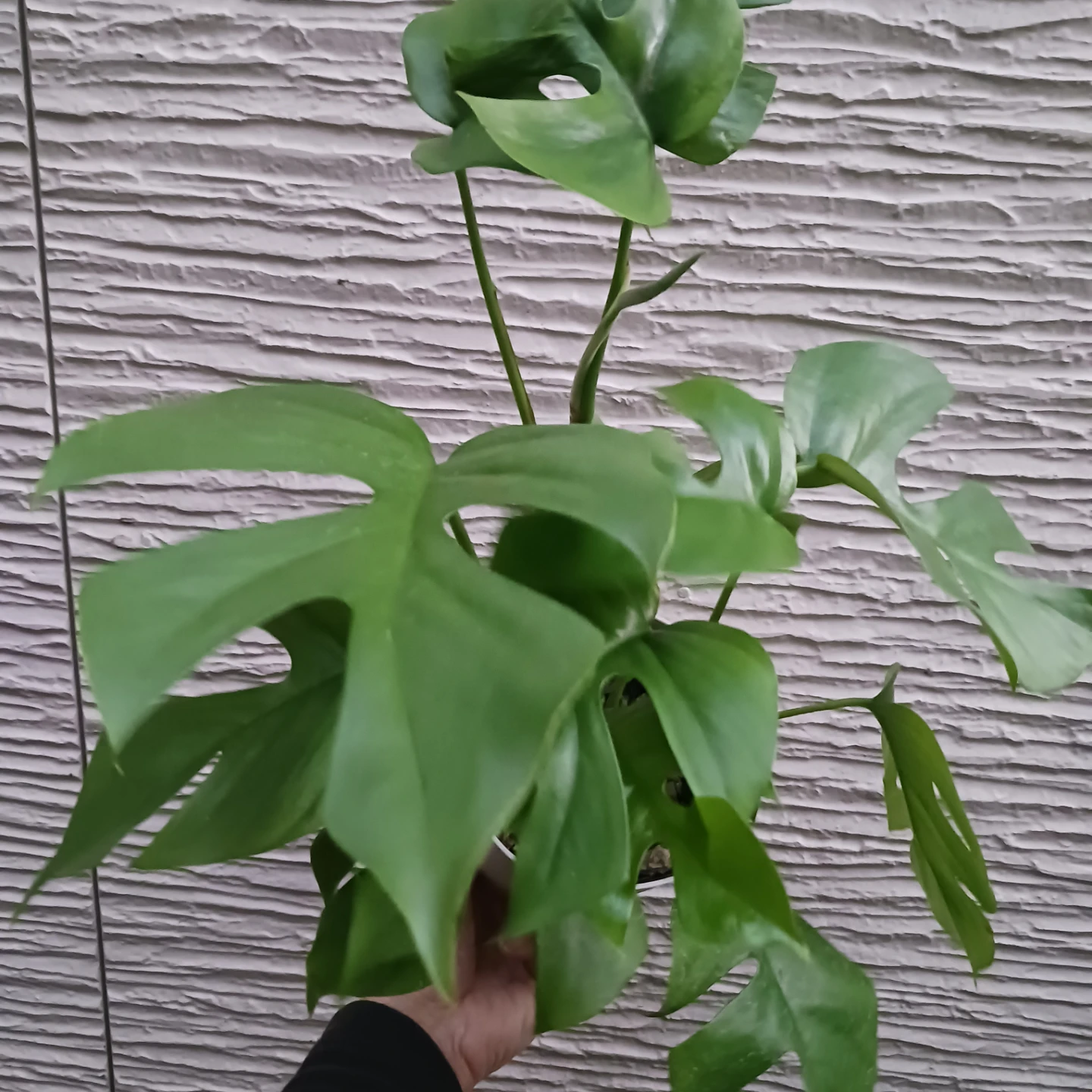 ヒメモンステラ　4号　観葉植物の写真4枚目