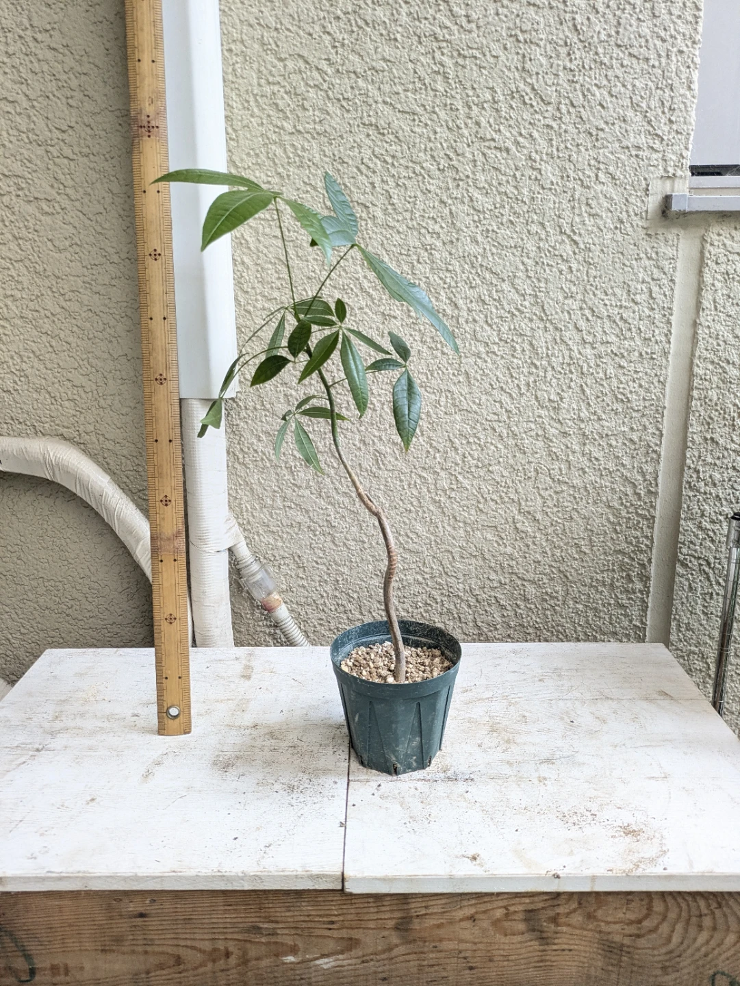パキラ 観葉植物②の写真3枚目