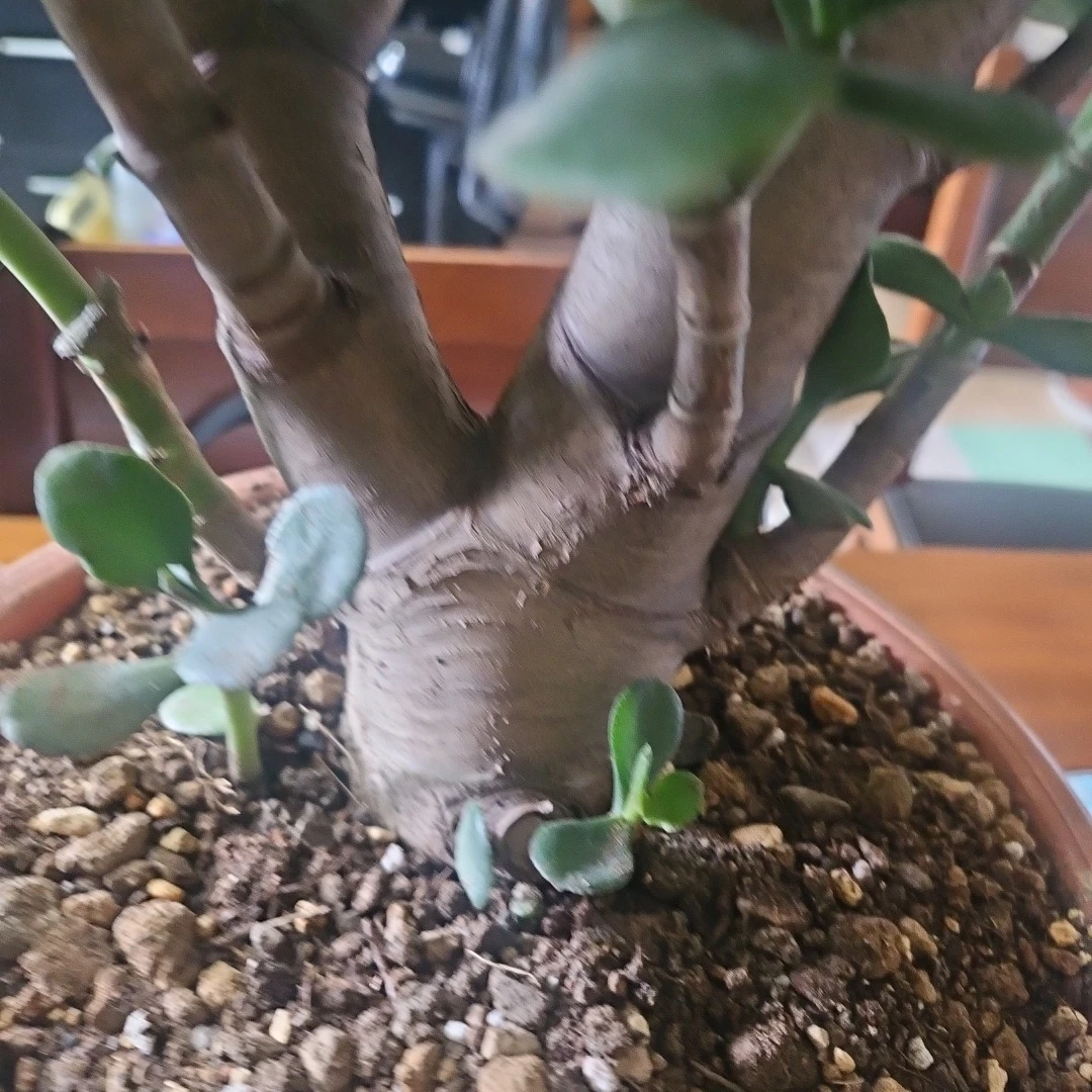 ◽金のなる木◽超極太幹◽鉢植えの写真3枚目