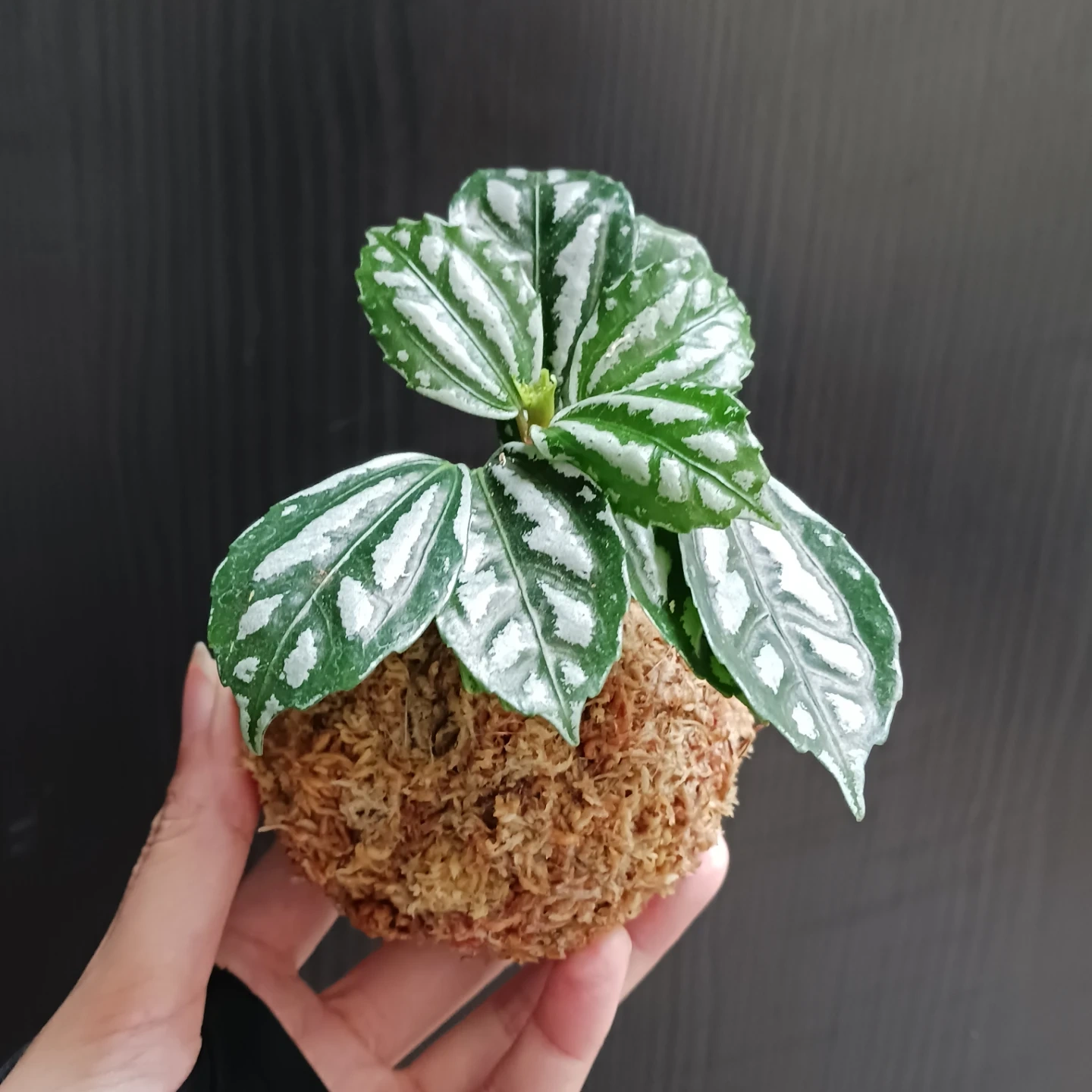 苔玉 キングバンブー 観葉植物 ドラセナの写真9枚目