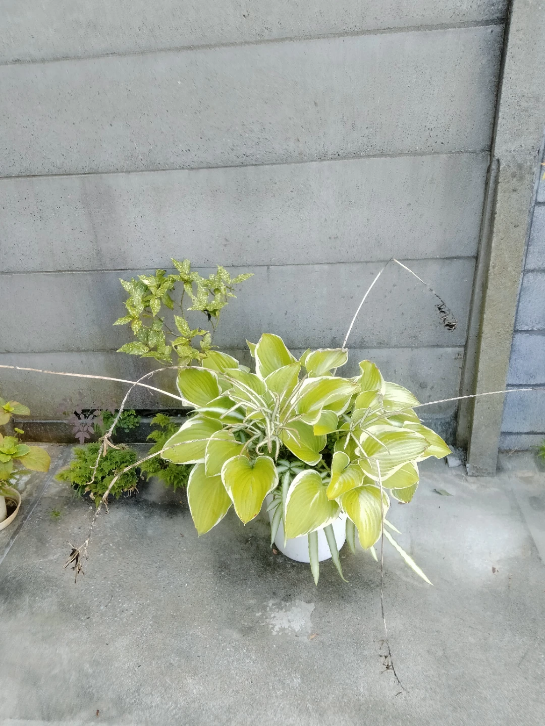 ギボウシ　ホスタ　種　園芸　ガーデニング