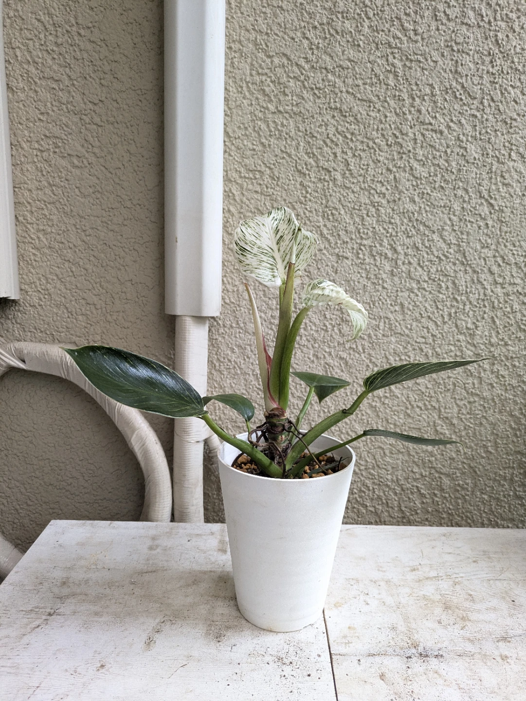フィロデンドロン バーキン 観葉植物①