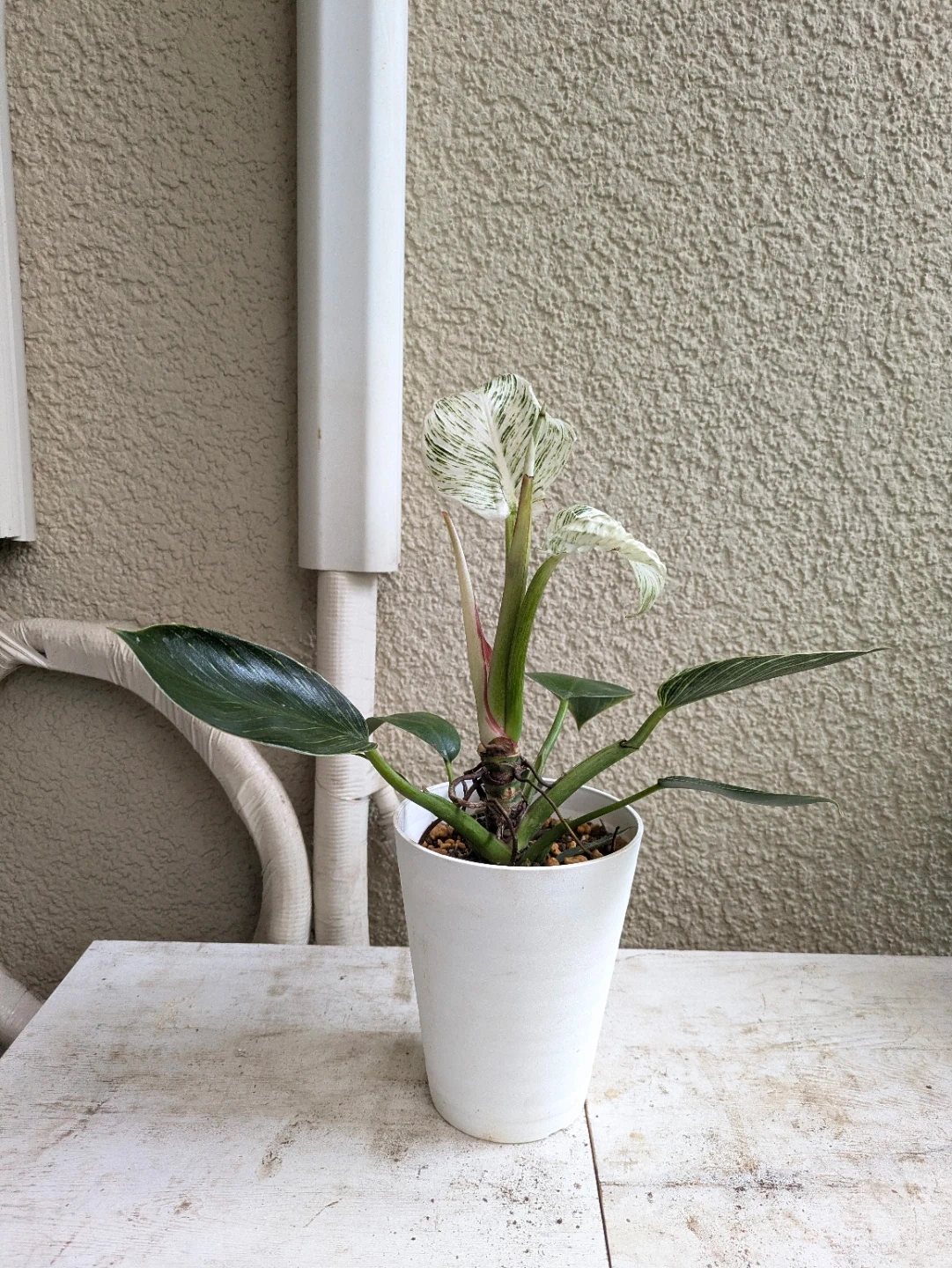 フィロデンドロン バーキン 観葉植物①