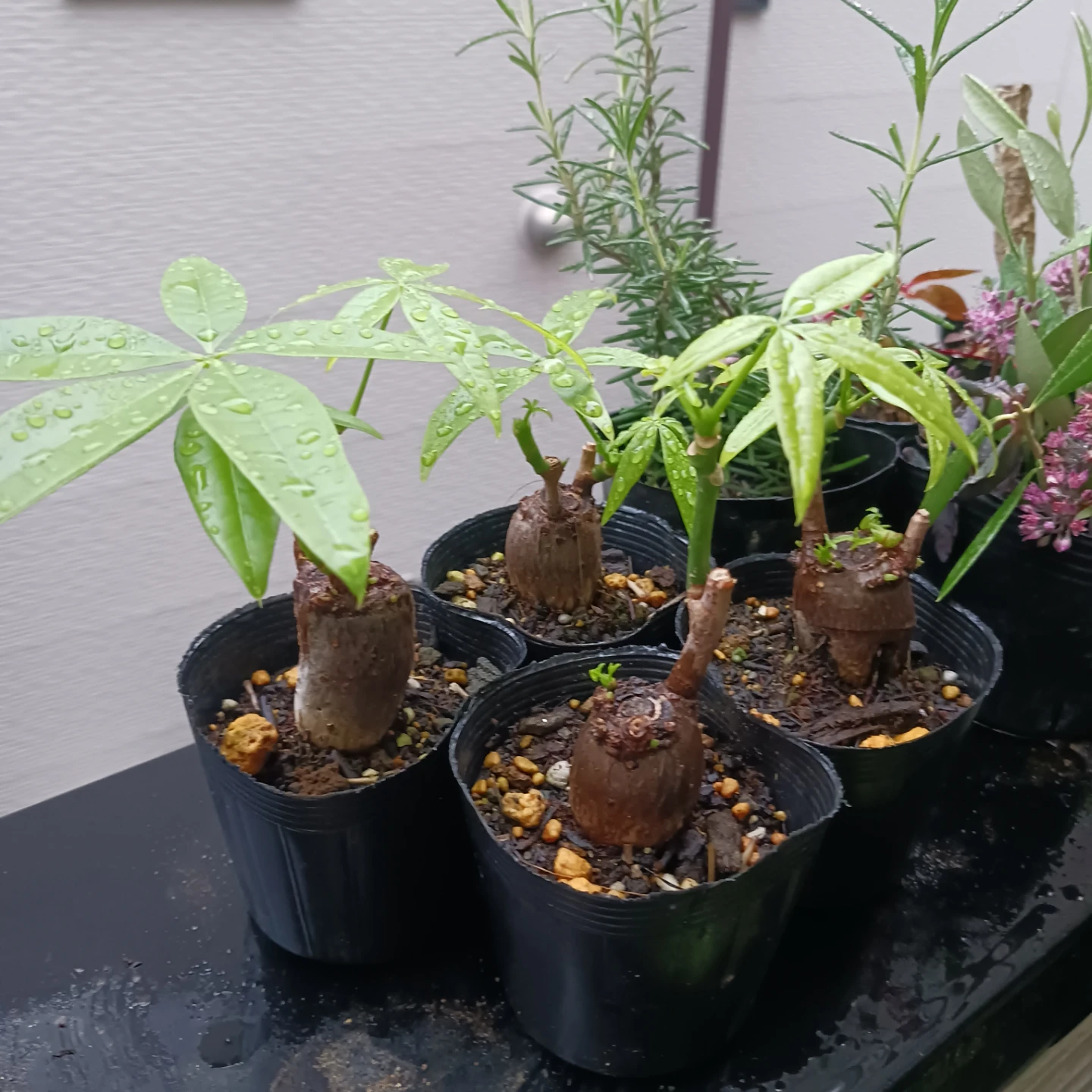 ぷっくり幹太★パキラ　2.5号　観葉植物
