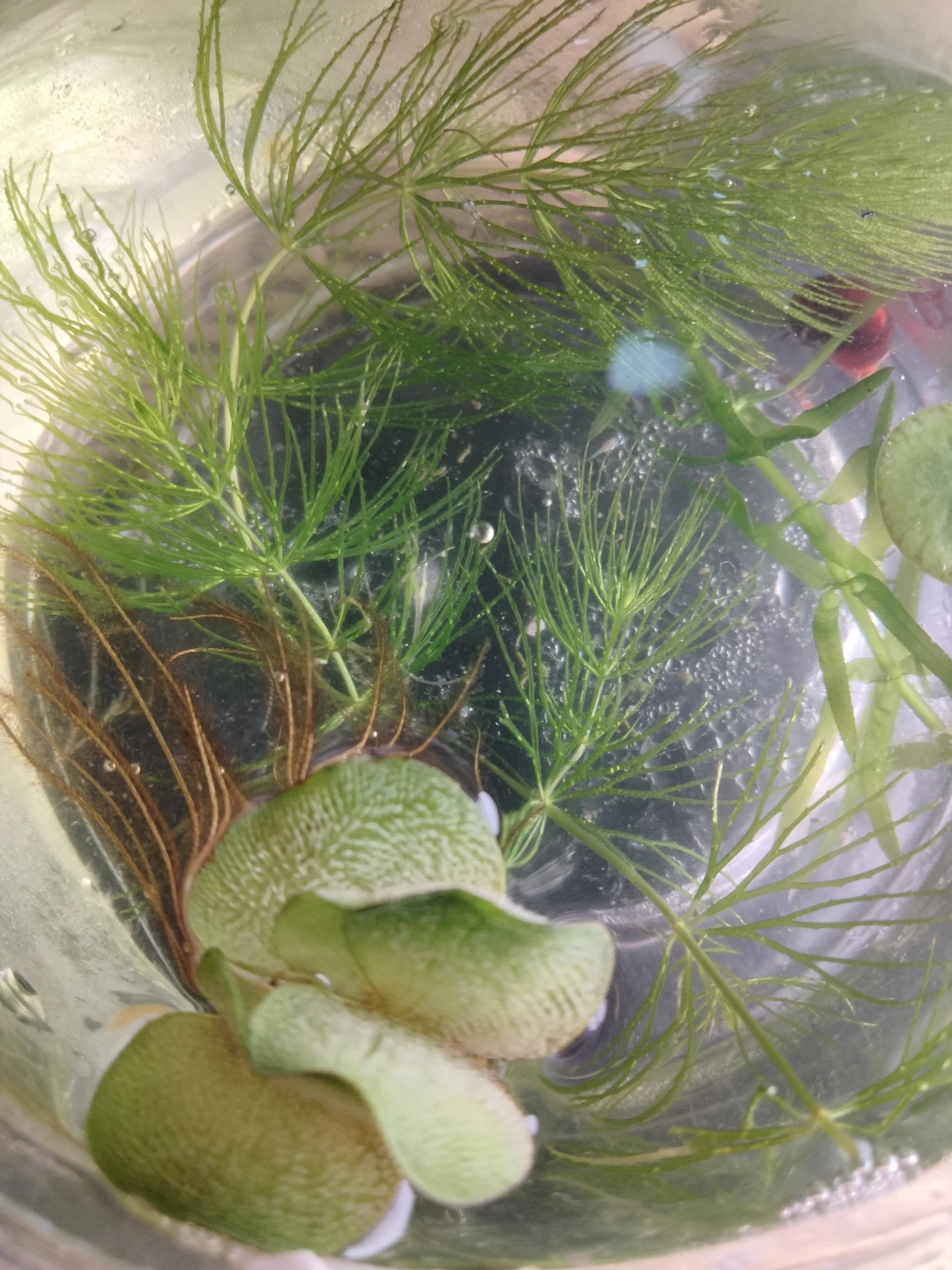 容器なし　稚魚　水草 マツモ・浮き草 セット