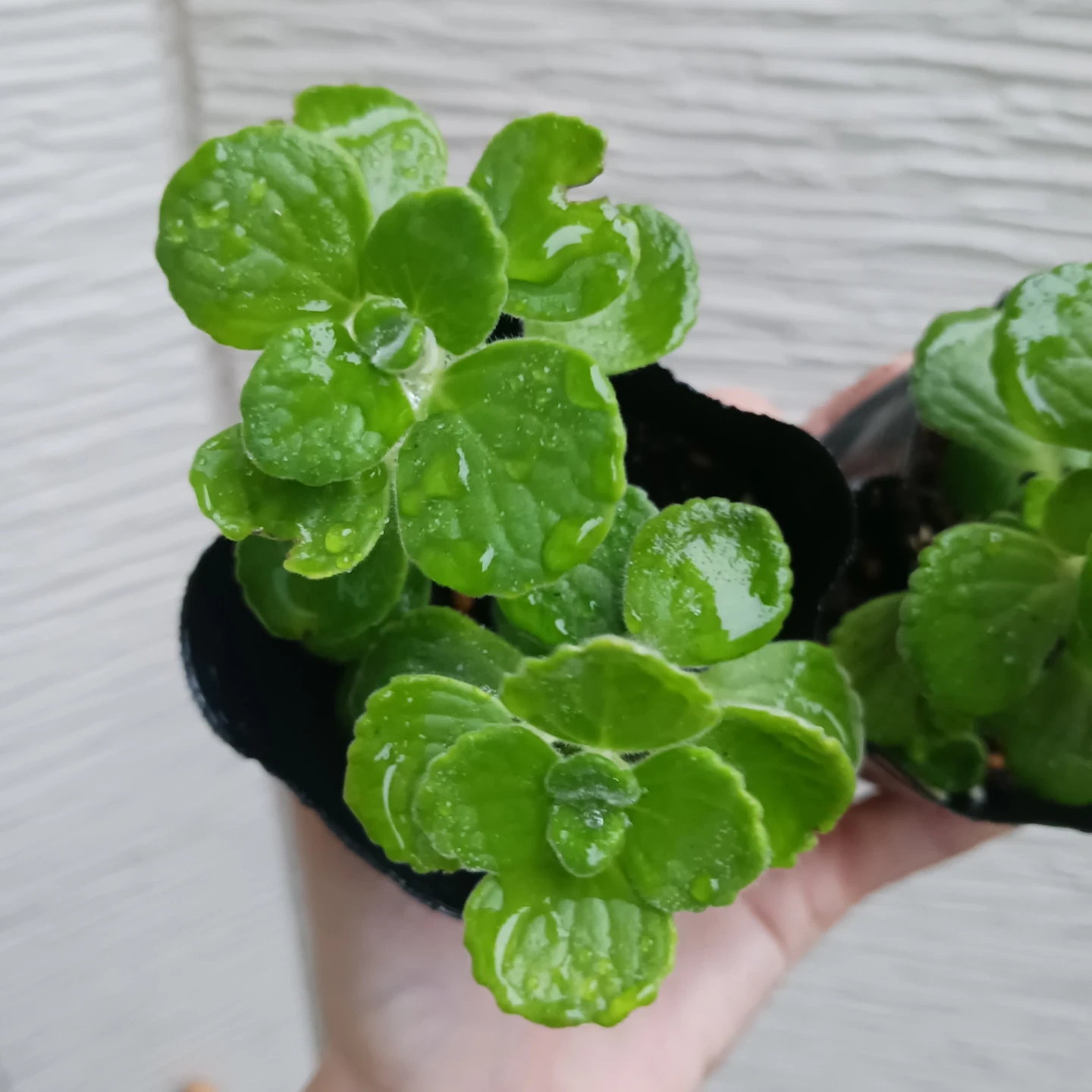 ハーブ★アロマティカス 2.5号 観葉植物 蚊除けの写真4枚目