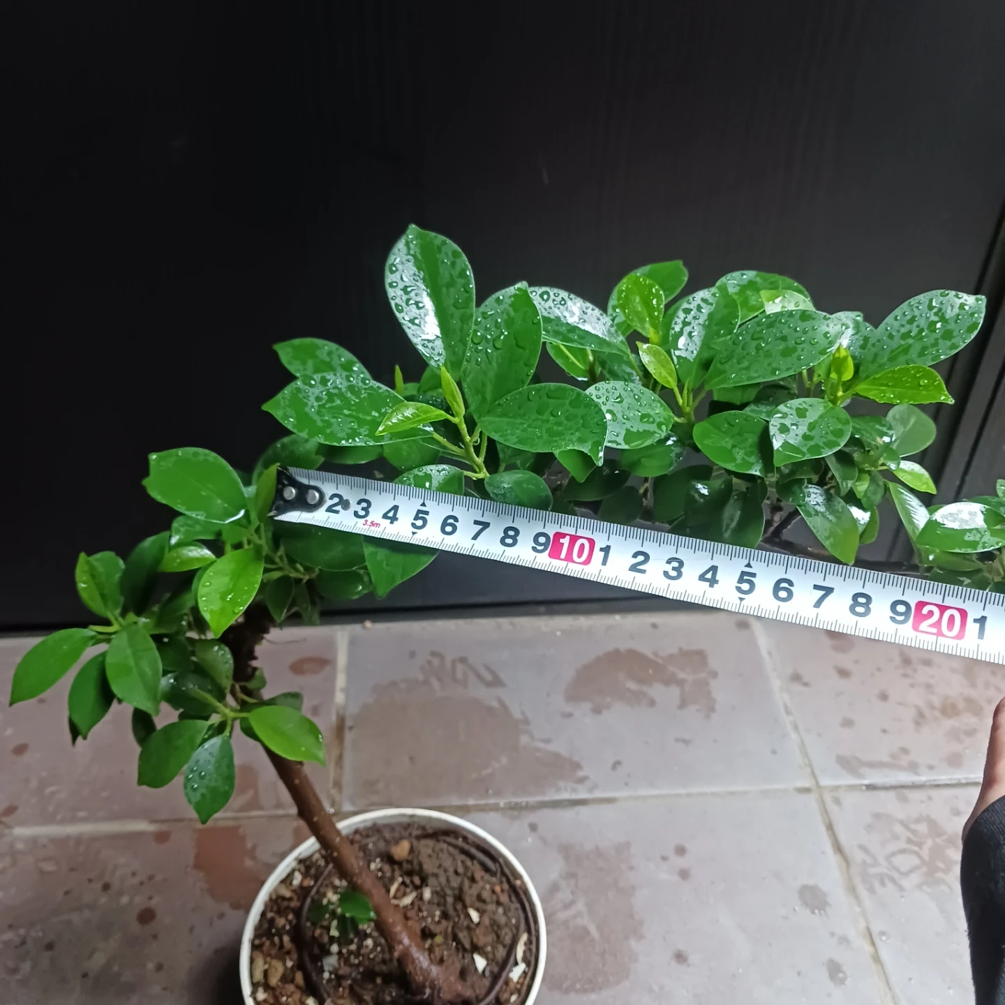 まとめ買い対象★フィカスナナ 曲がり 5号 観葉植物の写真8枚目