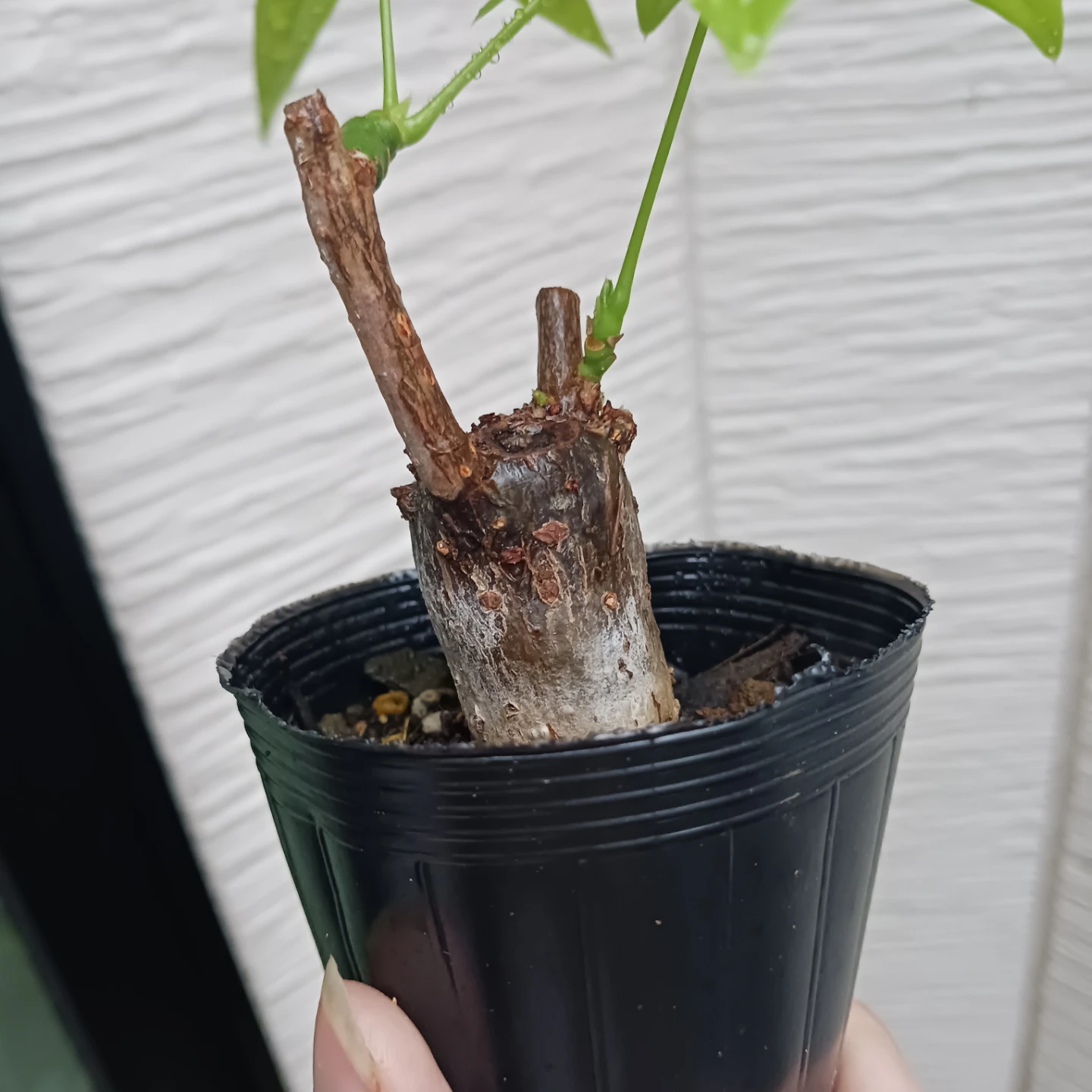 ぷっくり幹太★パキラ　2.5号　観葉植物の写真5枚目