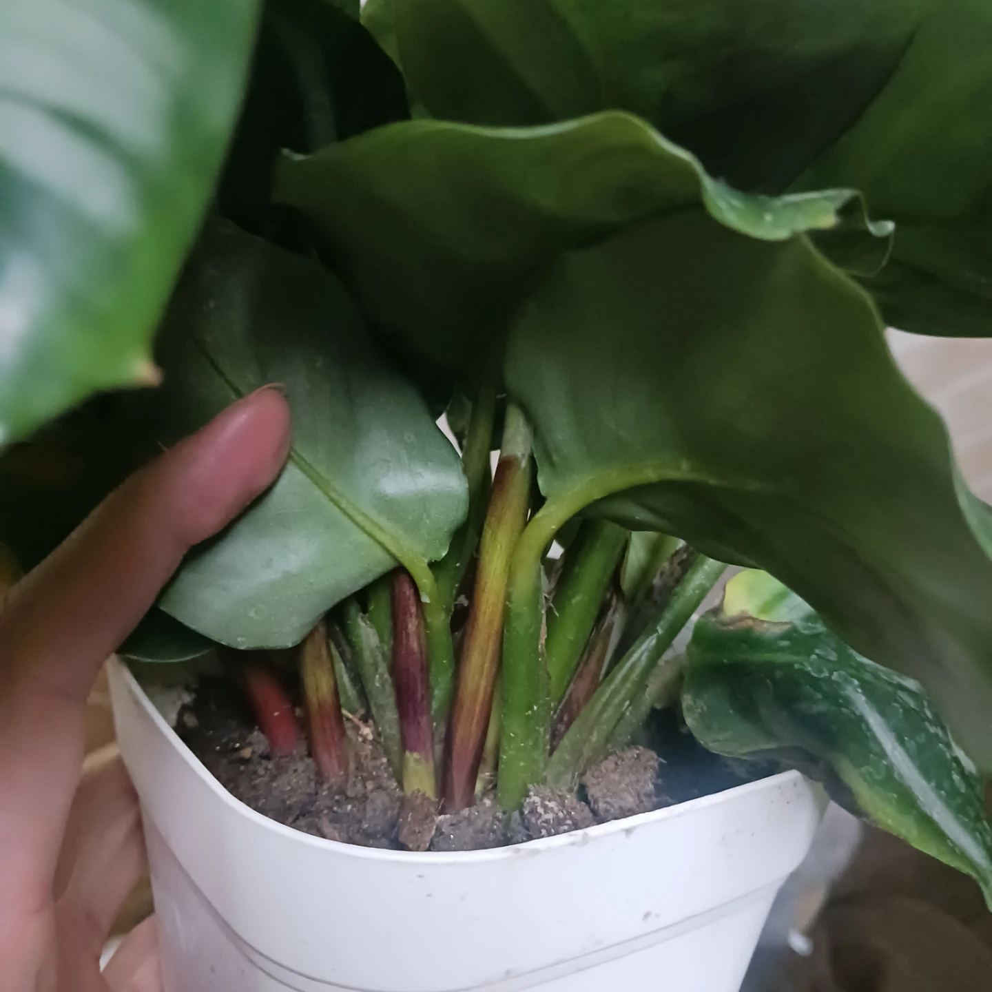 カラテア　ベサール　4号　観葉植物の写真5枚目