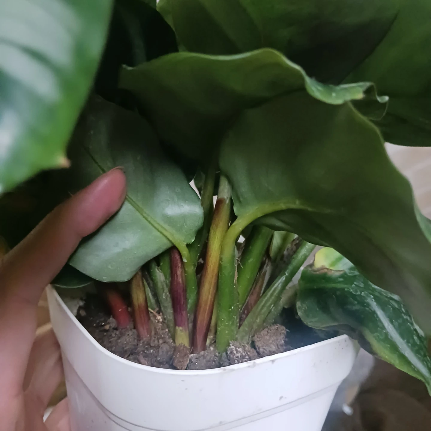 カラテア ベサール 4号 観葉植物の写真5枚目