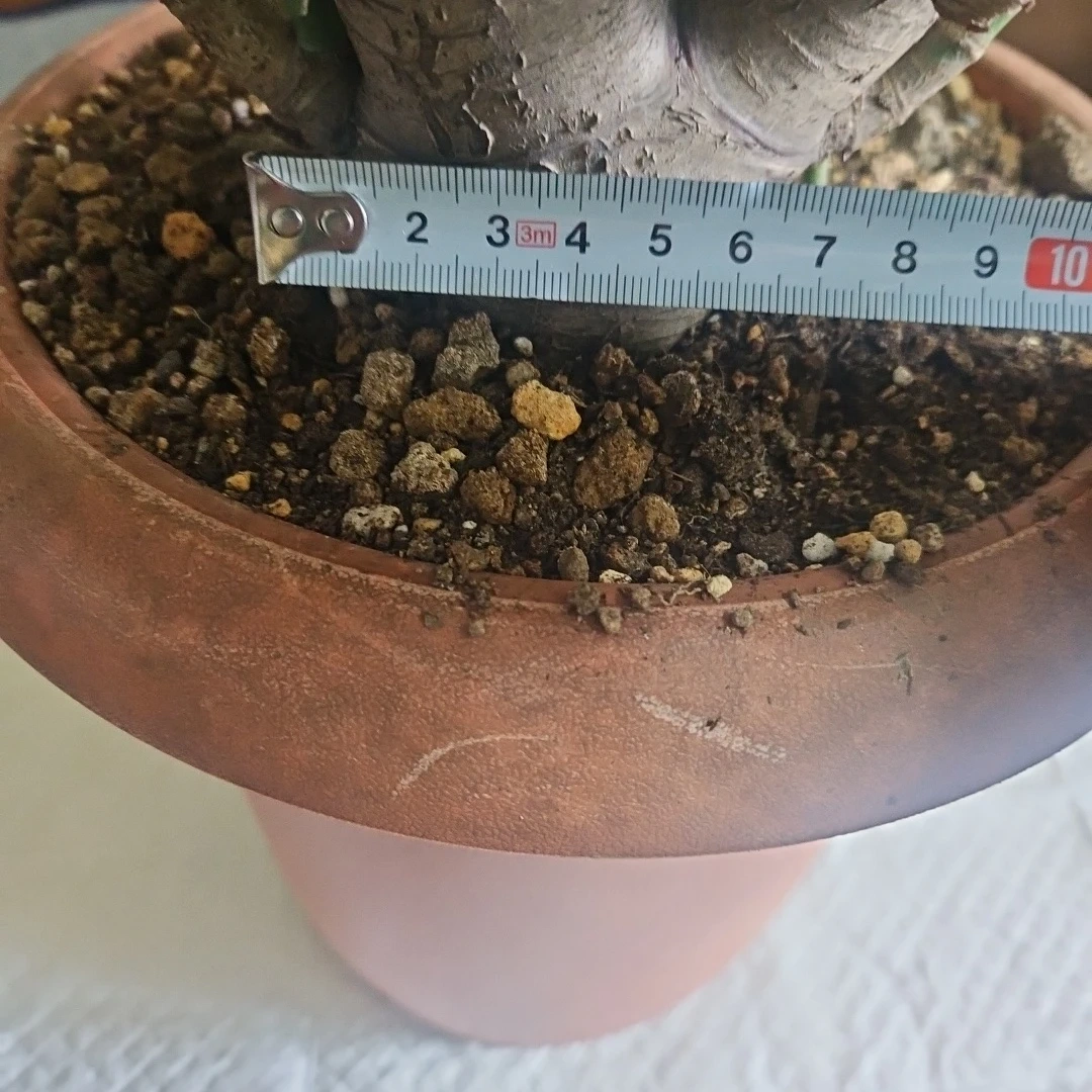 ◽金のなる木◽超極太幹◽鉢植えの写真7枚目