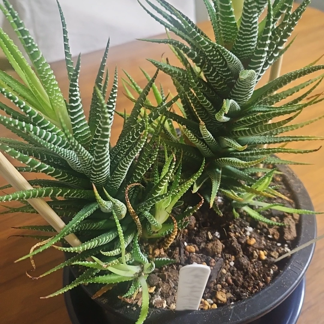 ◽ハオルチア◽ 十二の巻 ◽2株寄せ植えの写真6枚目