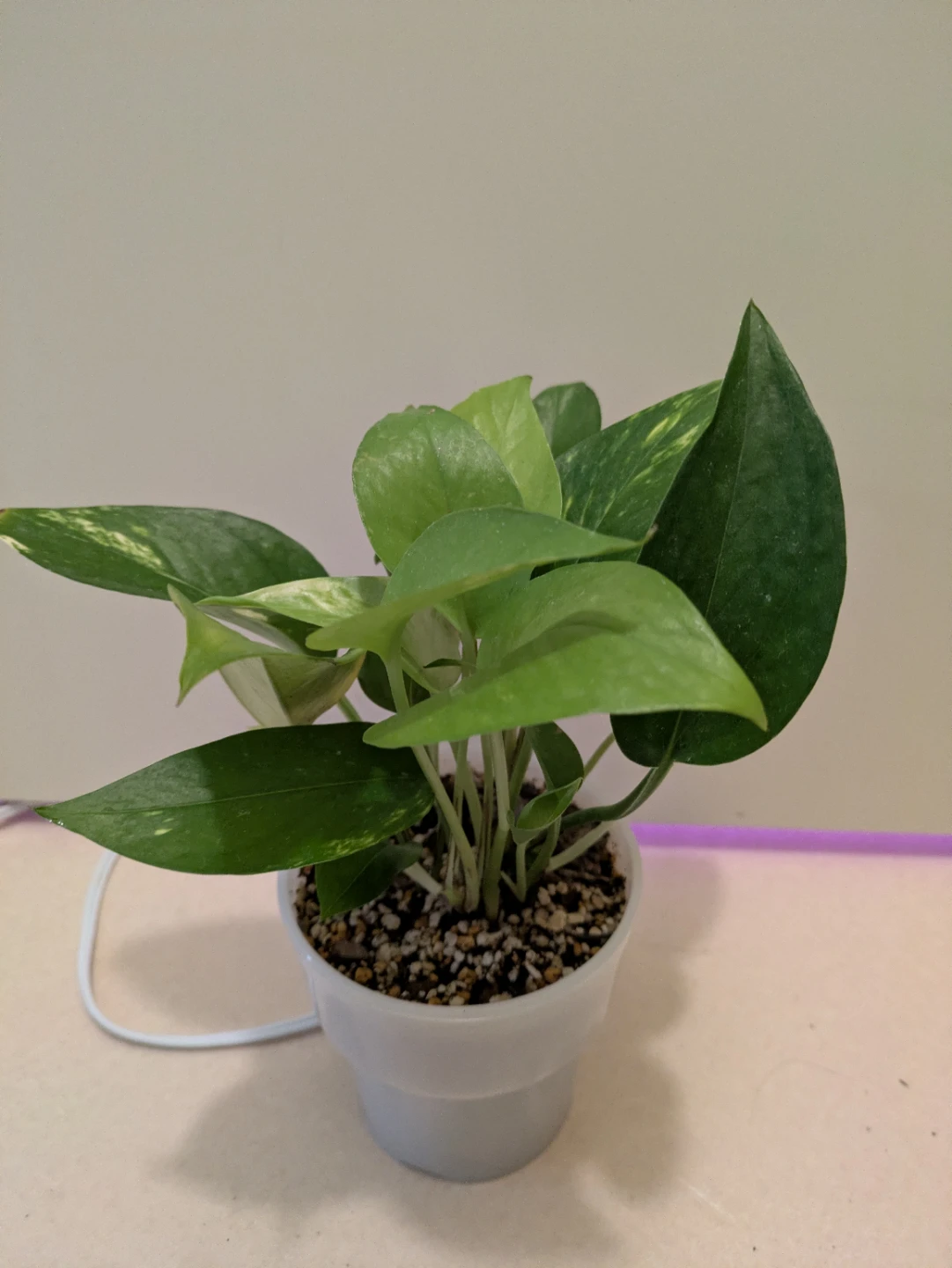 ポトス 観葉植物 白鉢付きの写真2枚目