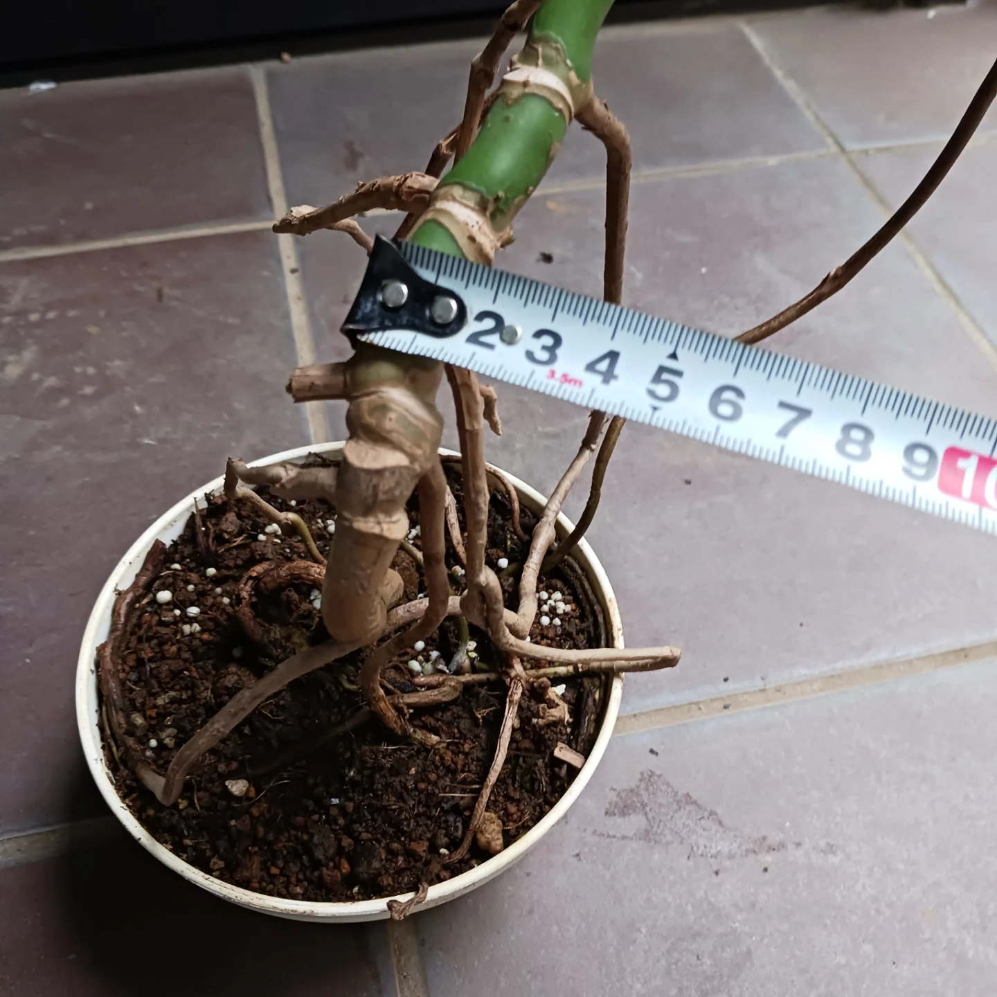 まとめ買い対象★モンステラ　5号　観葉植物の写真9枚目