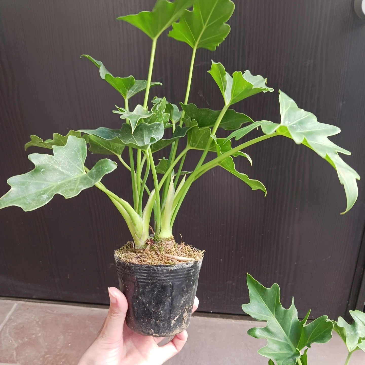 セローム 3号 観葉植物の写真9枚目