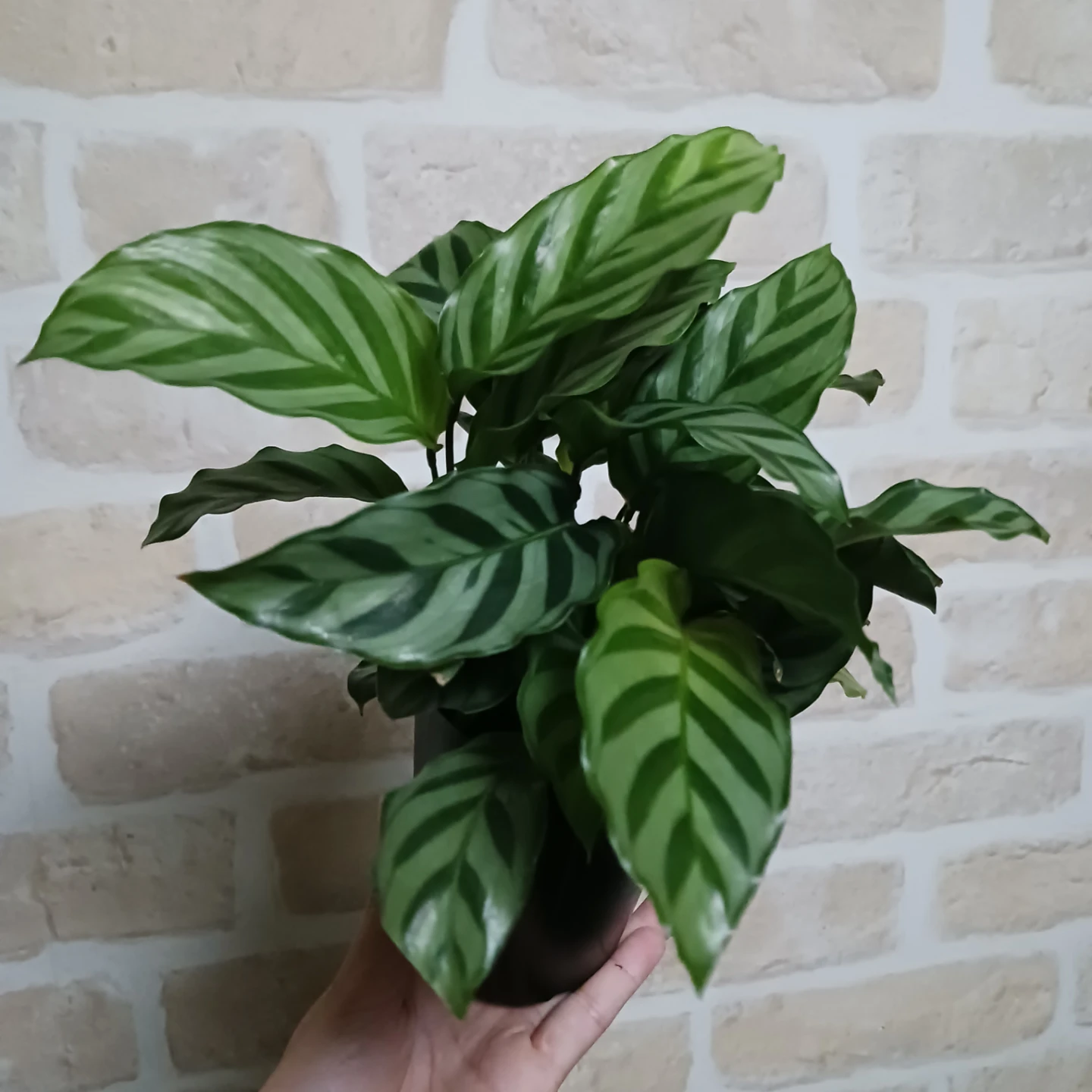 カラテア　フレディ　3号ロング　硬質ポット　観葉植物