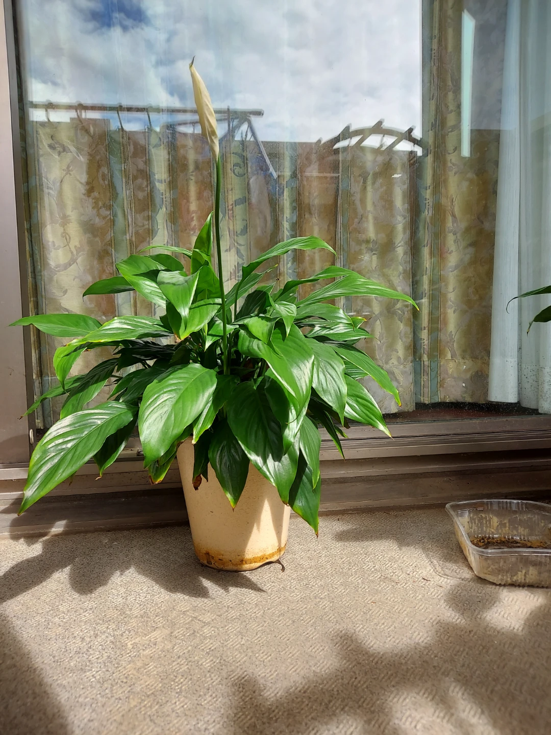 スパティフィラム 鉢植え 観葉植物の写真3枚目