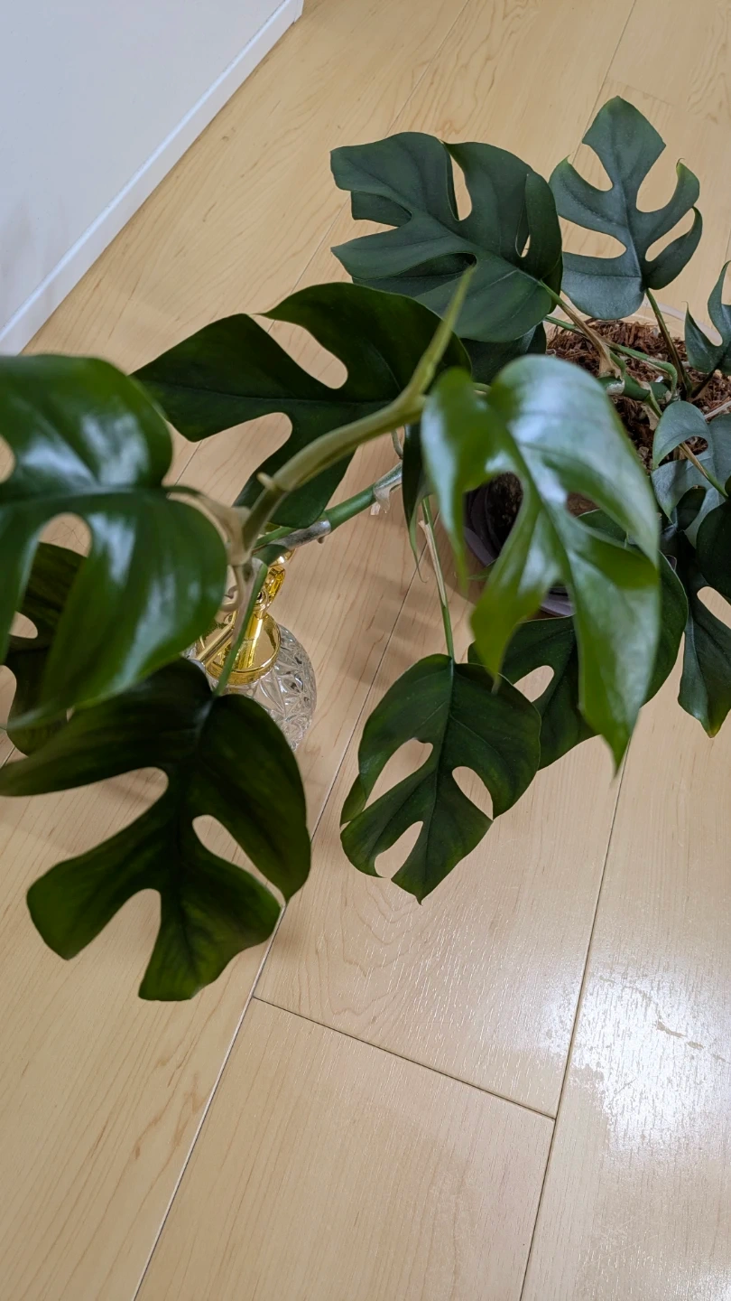 ヒメモンステラ 観葉植物の写真4枚目
