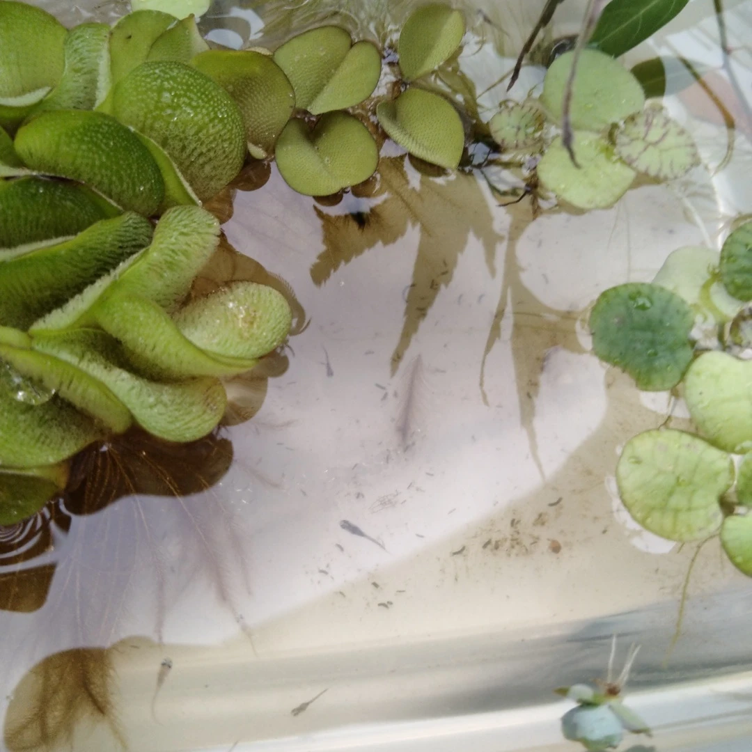 容器なし　稚魚　水草 マツモ・浮き草 セットの写真3枚目