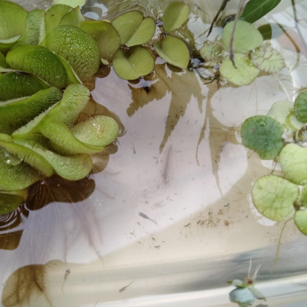 容器なし 稚魚 水草 マツモ・浮き草 セットの写真3枚目