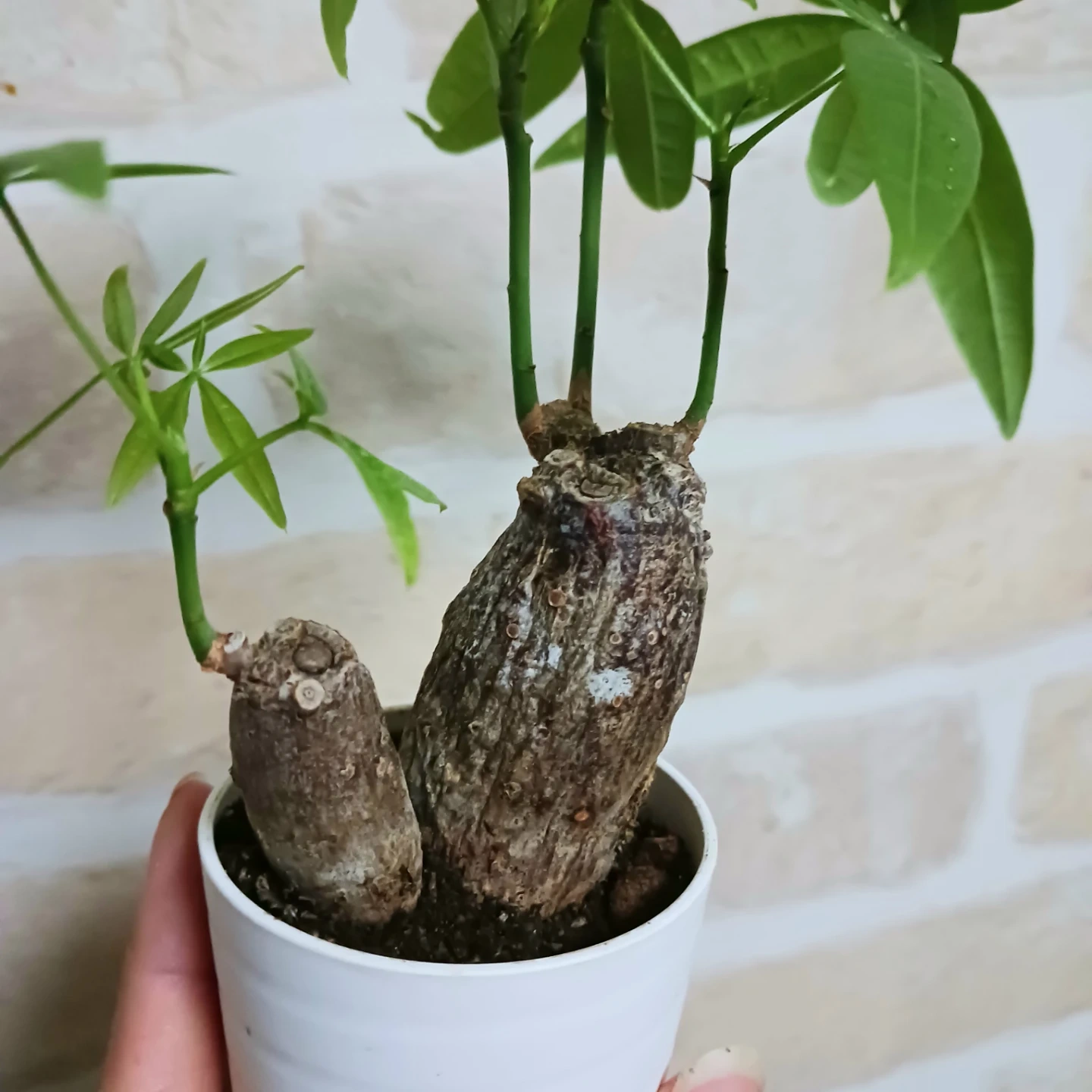ぷっくり太幹 パキラ 2号 観葉植物 ミニの写真5枚目
