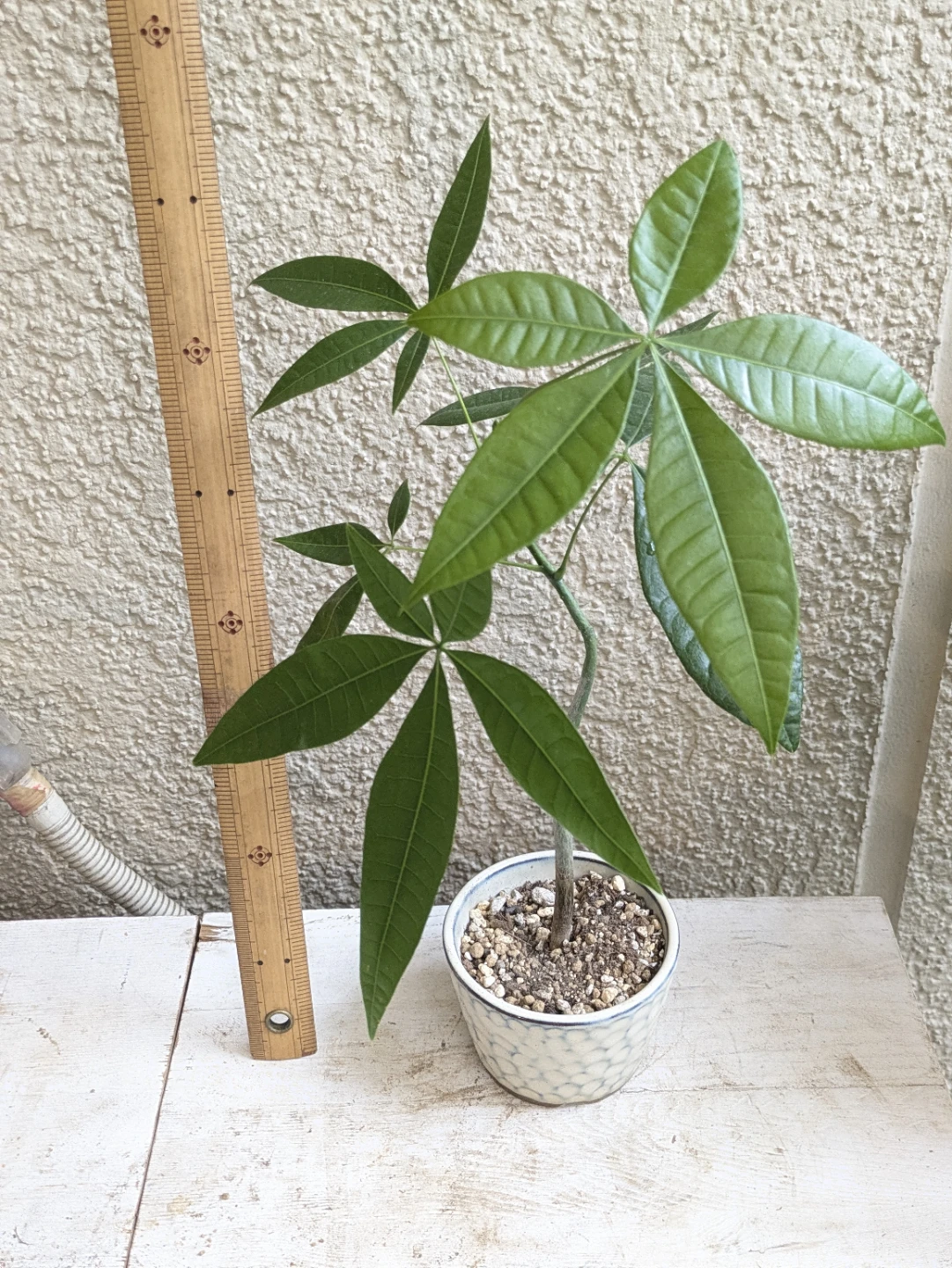 パキラ⑤ 白陶器鉢植えの写真2枚目