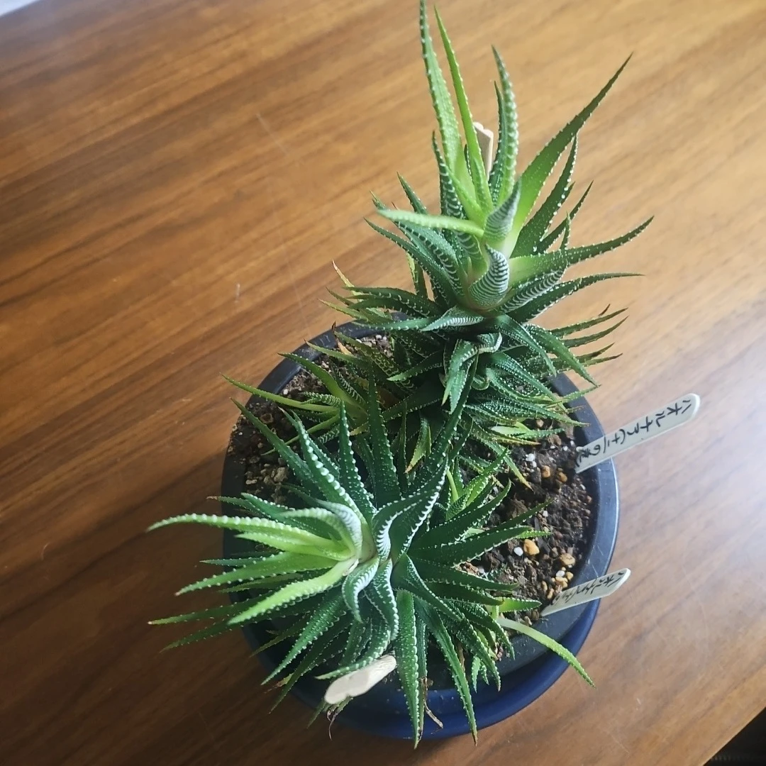 ◽ハオルチア◽ 十二の巻 ◽2株寄せ植えの写真7枚目