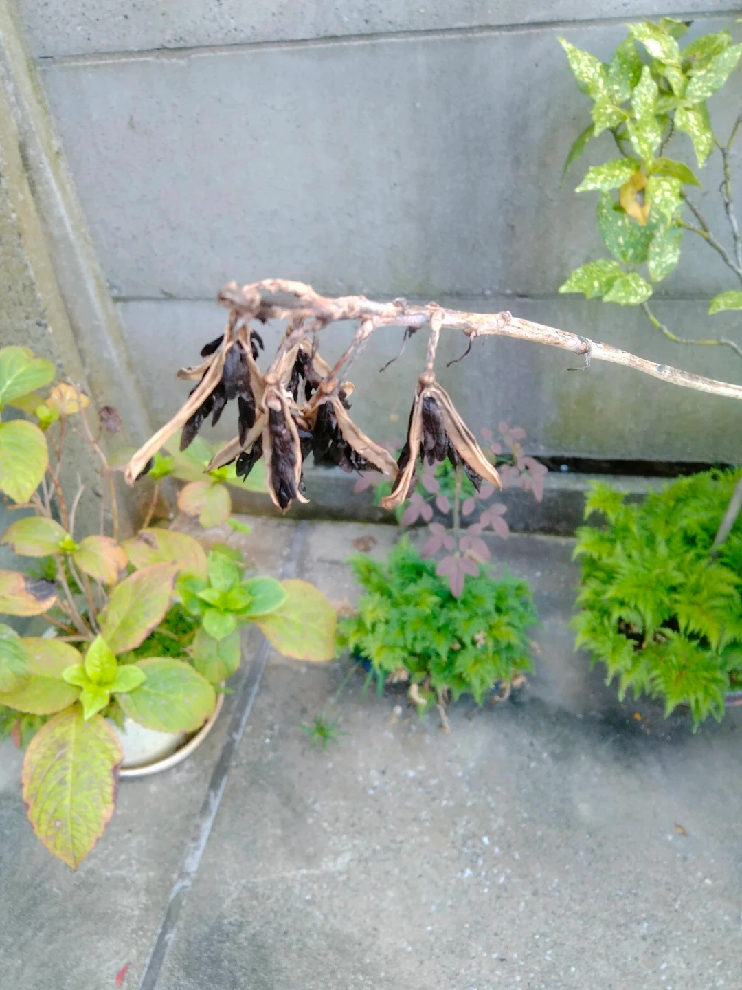 ギボウシ ホスタ 種 園芸 ガーデニングの写真5枚目