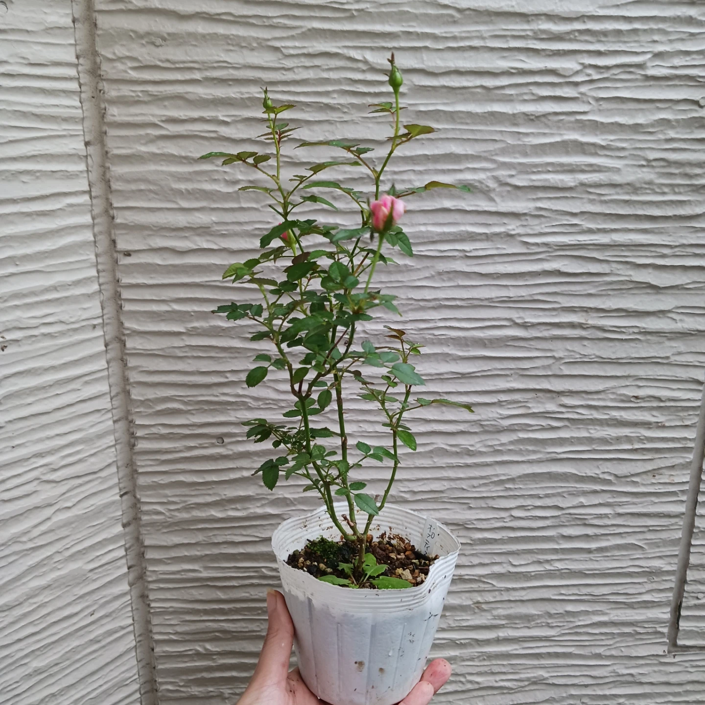 四季咲き★ミニバラ　3.5号ポット苗　チュチュオプティマ　白～ピンク系の写真4枚目