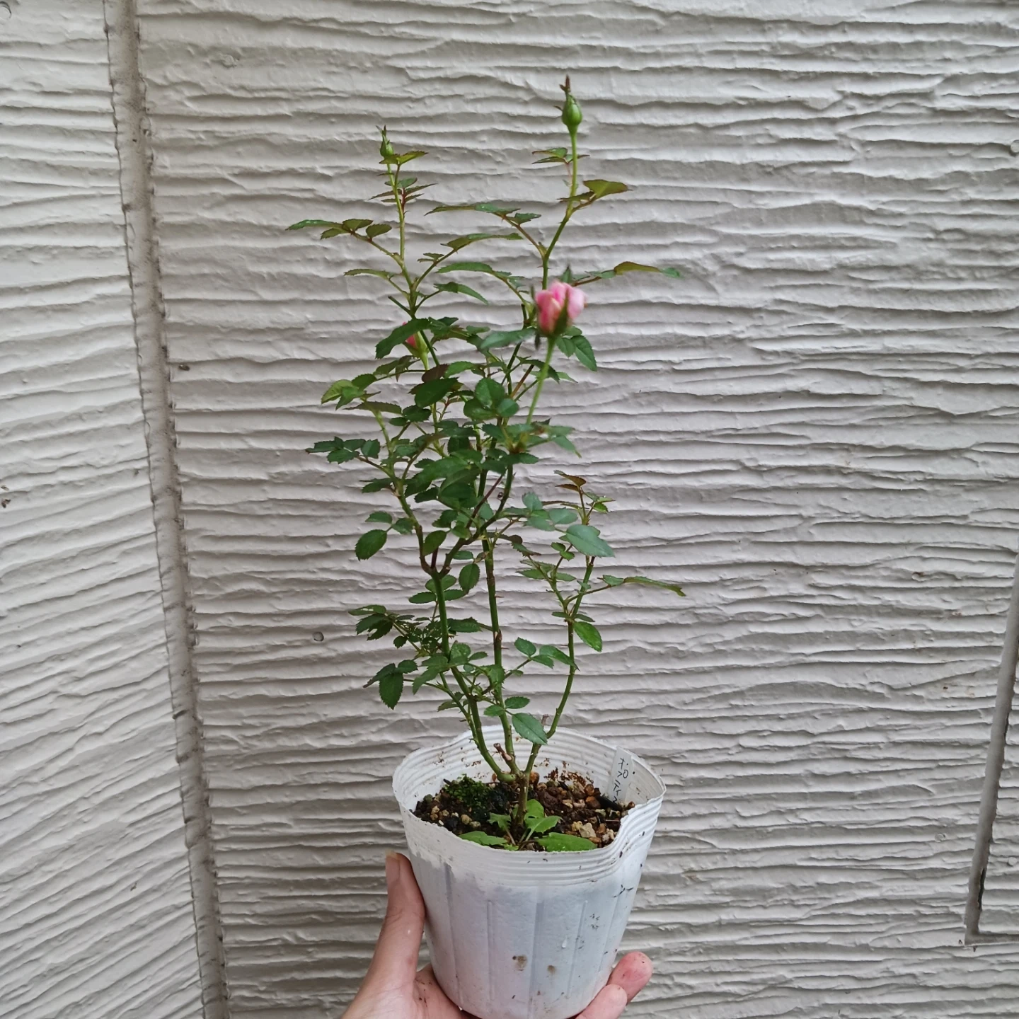 四季咲き★ミニバラ 3.5号ポット苗 チュチュオプティマ 白~ピンク系の写真4枚目