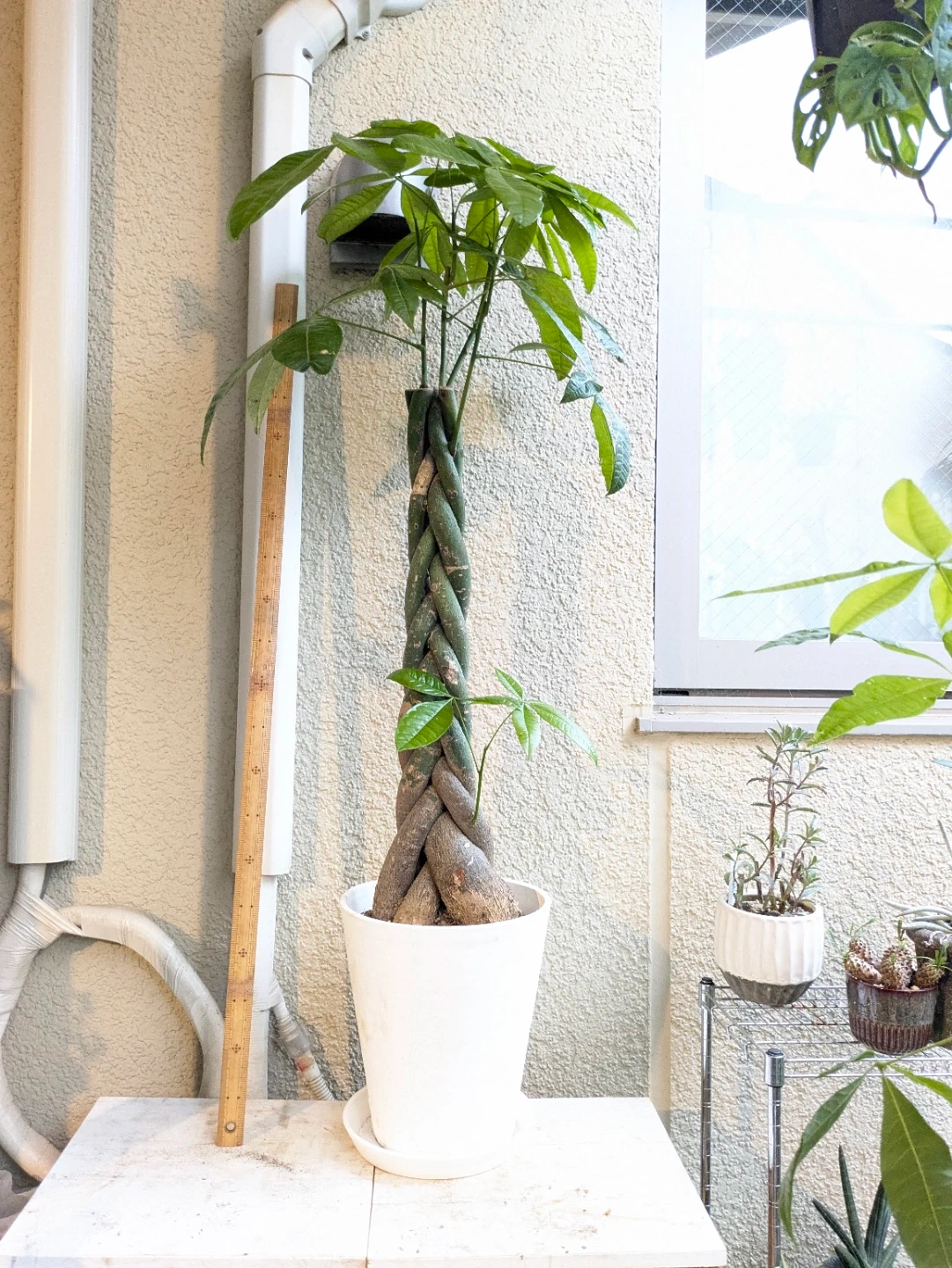 パキラ 編み込み 観葉植物 白鉢プラ鉢の写真2枚目