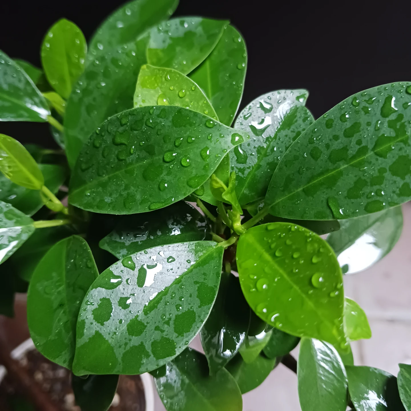 まとめ買い対象★フィカスナナ　曲がり　5号　観葉植物の写真9枚目