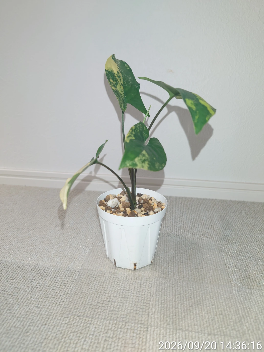 シンゴニウム カリフォルニアゴールド 観葉植物の写真4枚目