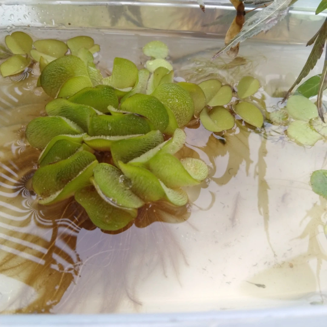 容器なし　稚魚　水草 マツモ・浮き草 セットの写真2枚目