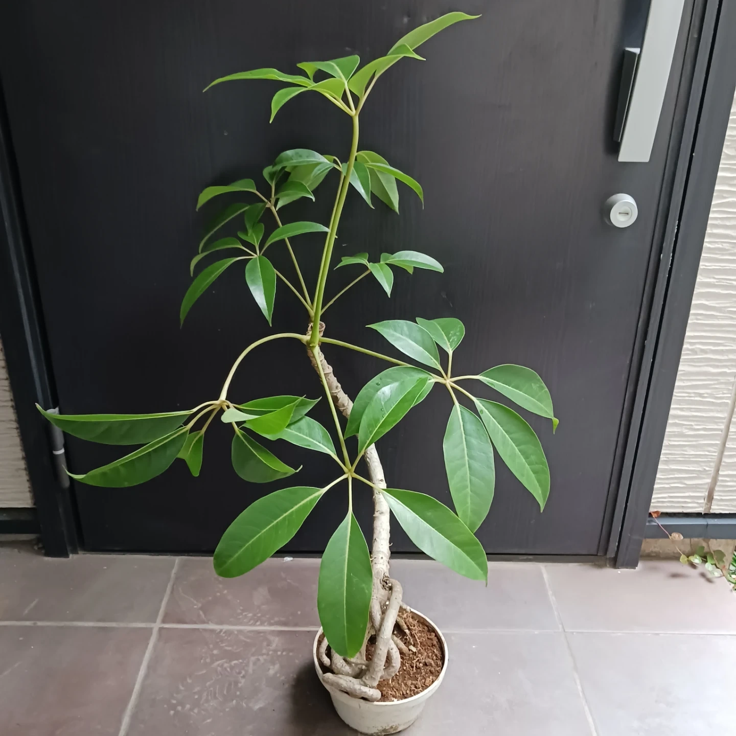 曲がり★ツピタンサス 6号 観葉植物 個性的 一点ものの写真5枚目