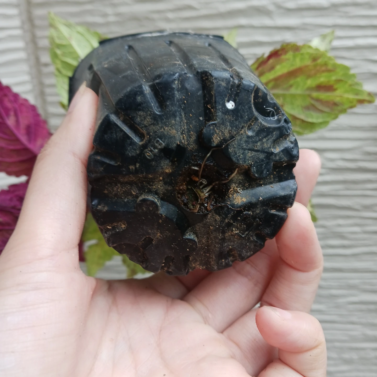 コリウス　3号ポット苗　カラーリーフ　寄せ植えの写真6枚目