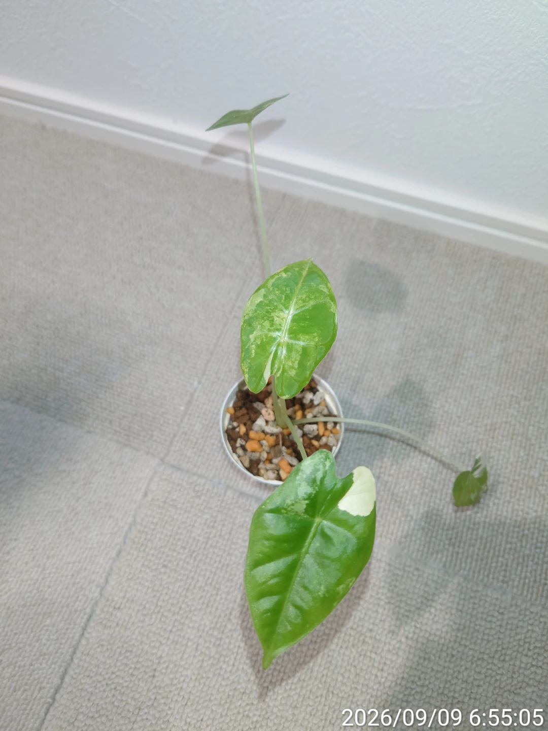 アロカシア グリーンベルベット斑入り 観葉植物の写真2枚目