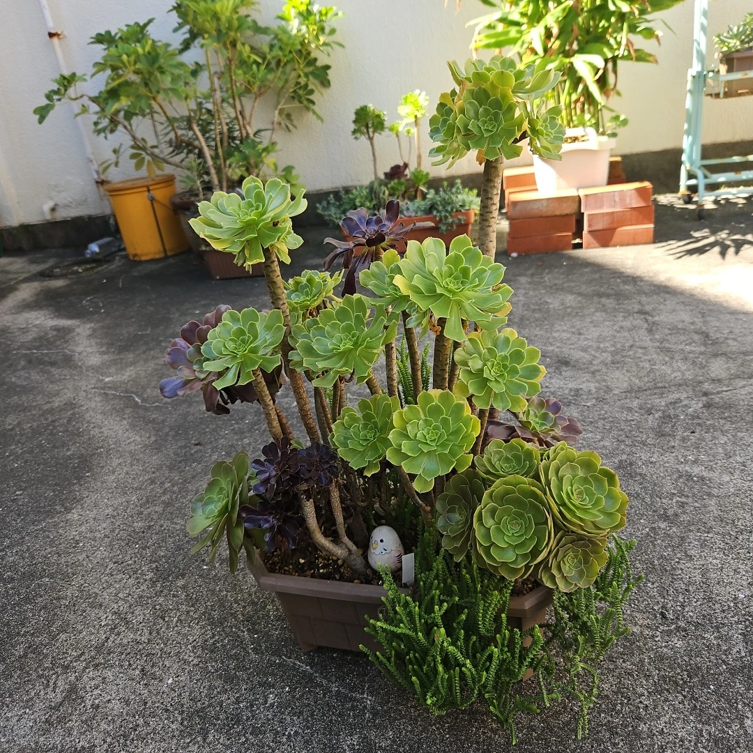 アエオニウム 寄せ植え 多肉植物