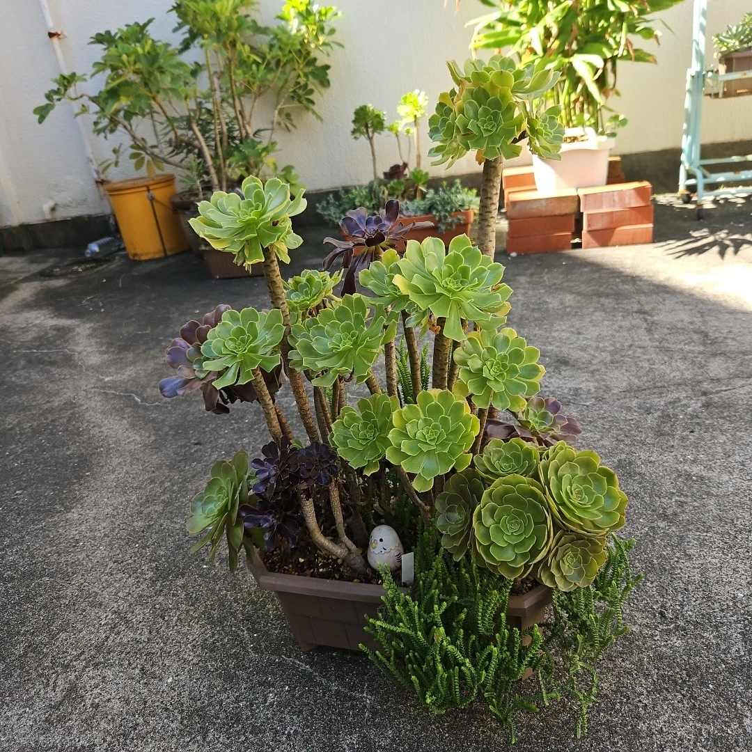アエオニウム 寄せ植え 多肉植物