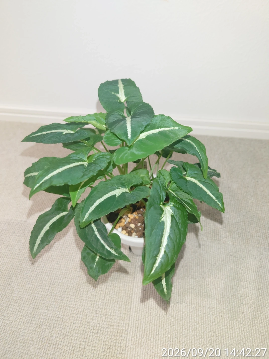 シンゴニウム グリーンベルベット 観葉植物 白鉢付き