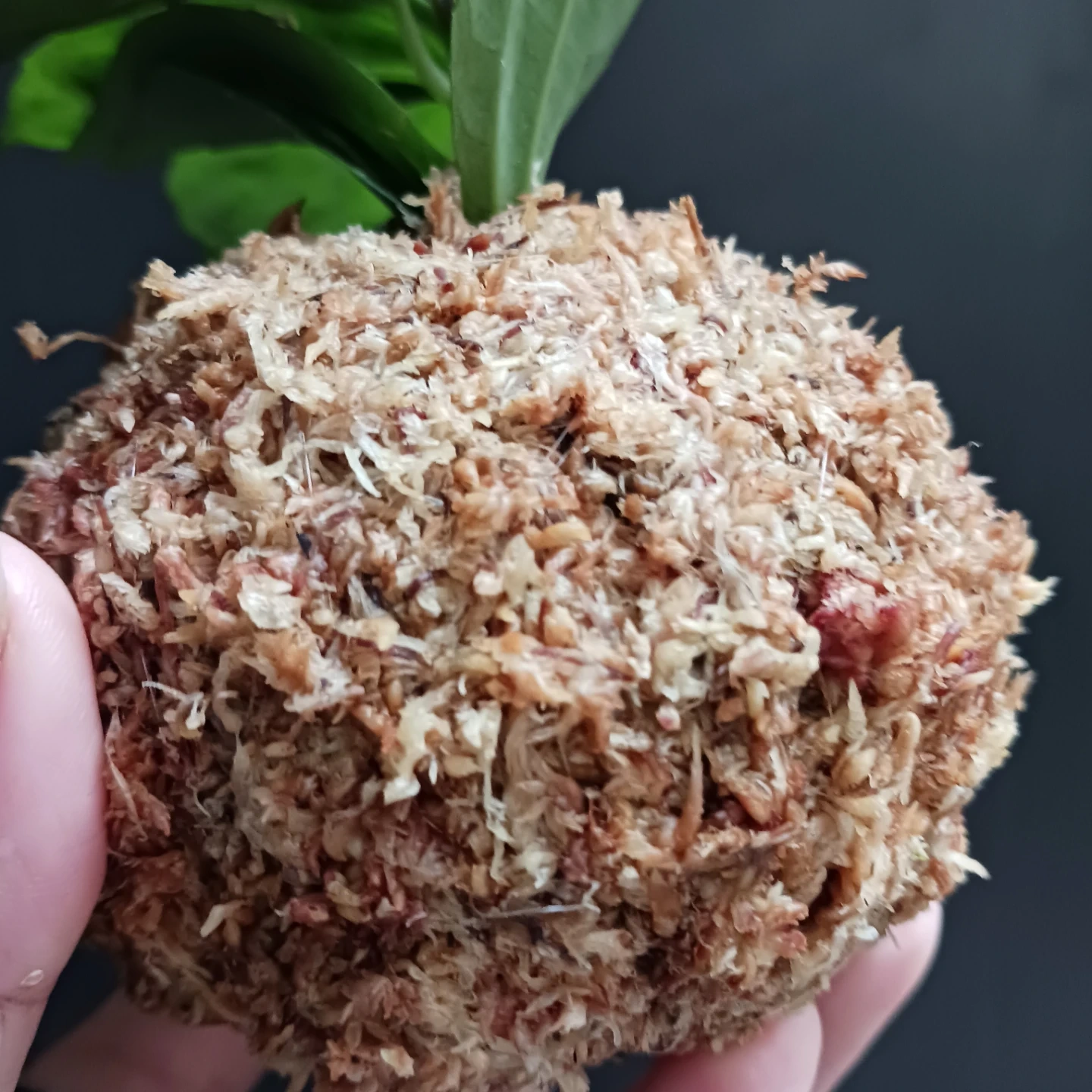 苔玉 ピレア アルミニウムプランツ 観葉植物の写真5枚目