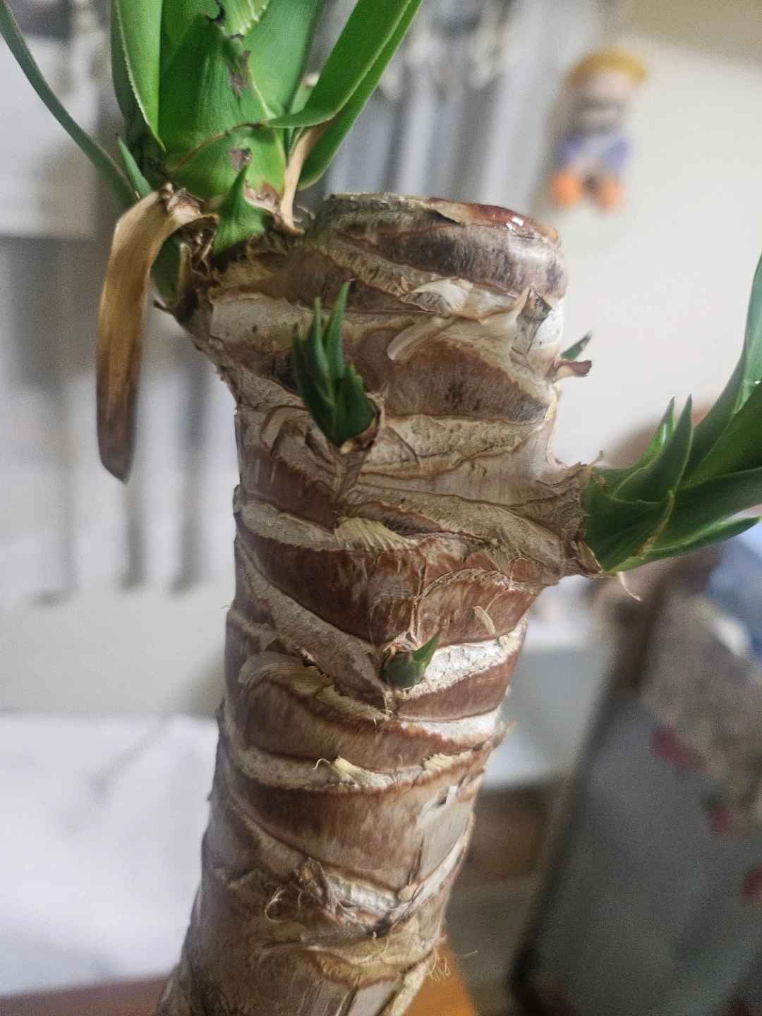 ◽ユッカ◽エレファンティペス◽観葉植物◽極太幹の写真6枚目